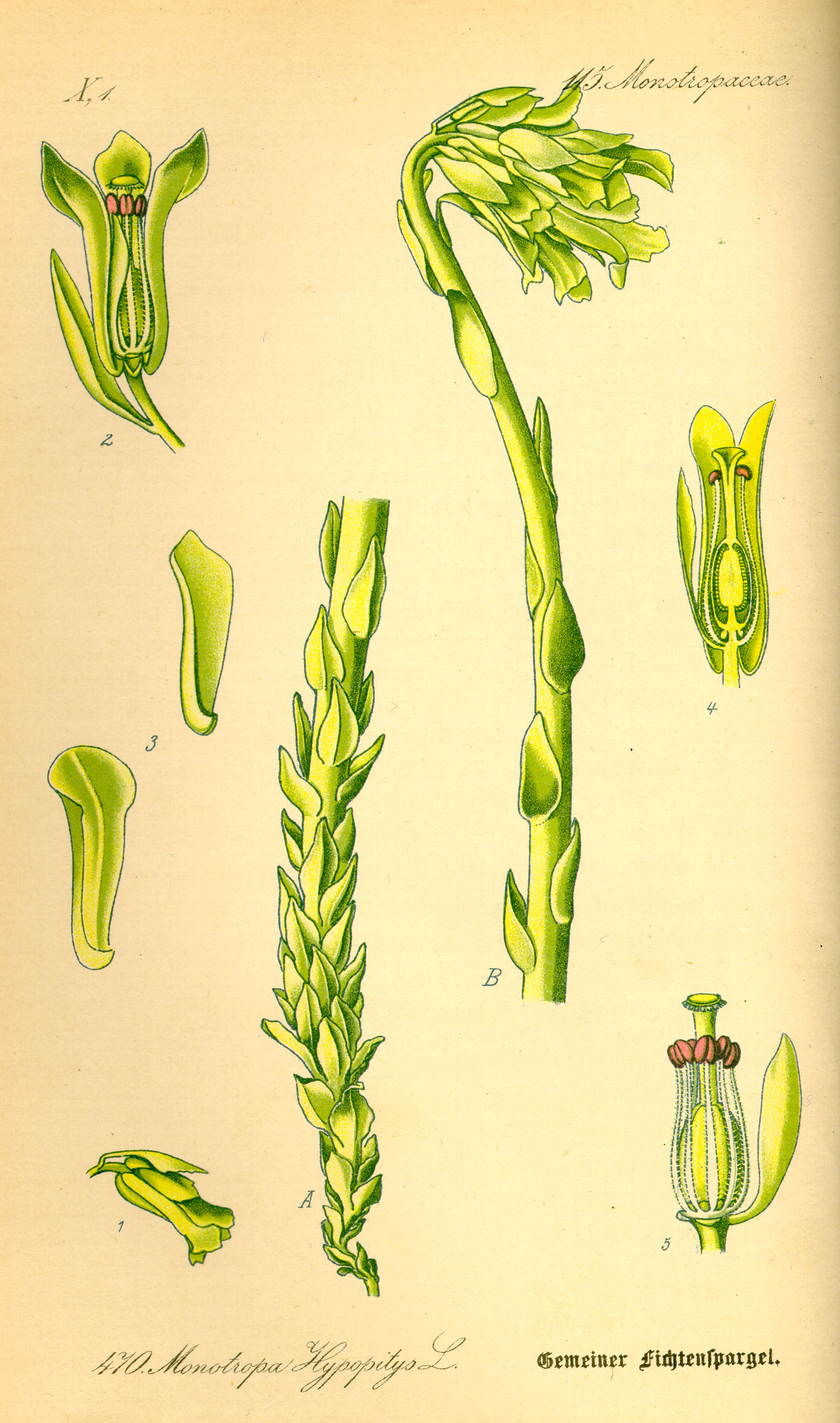 Illustration Monotropa hypopitys0