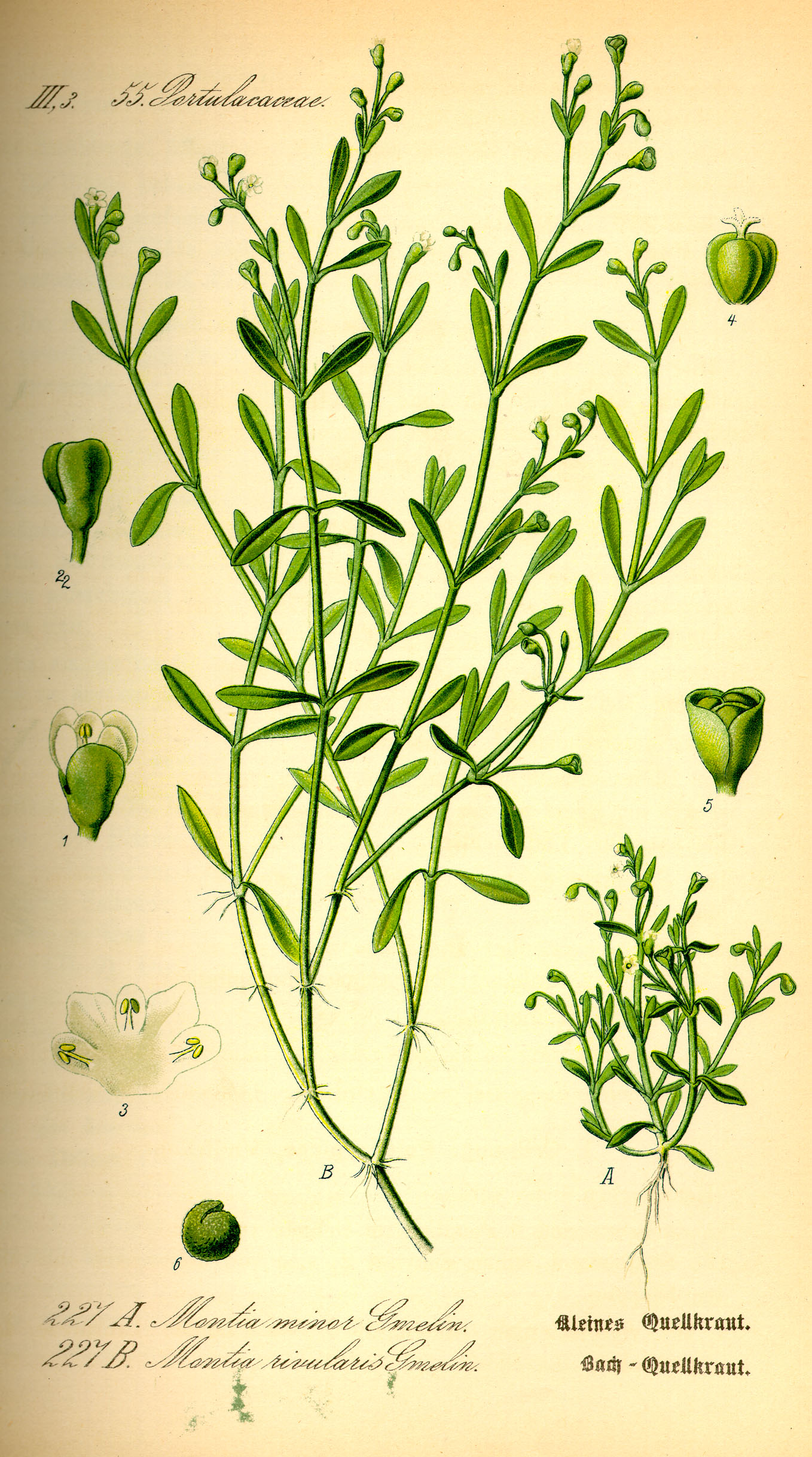 Illustration Montia fontana0
