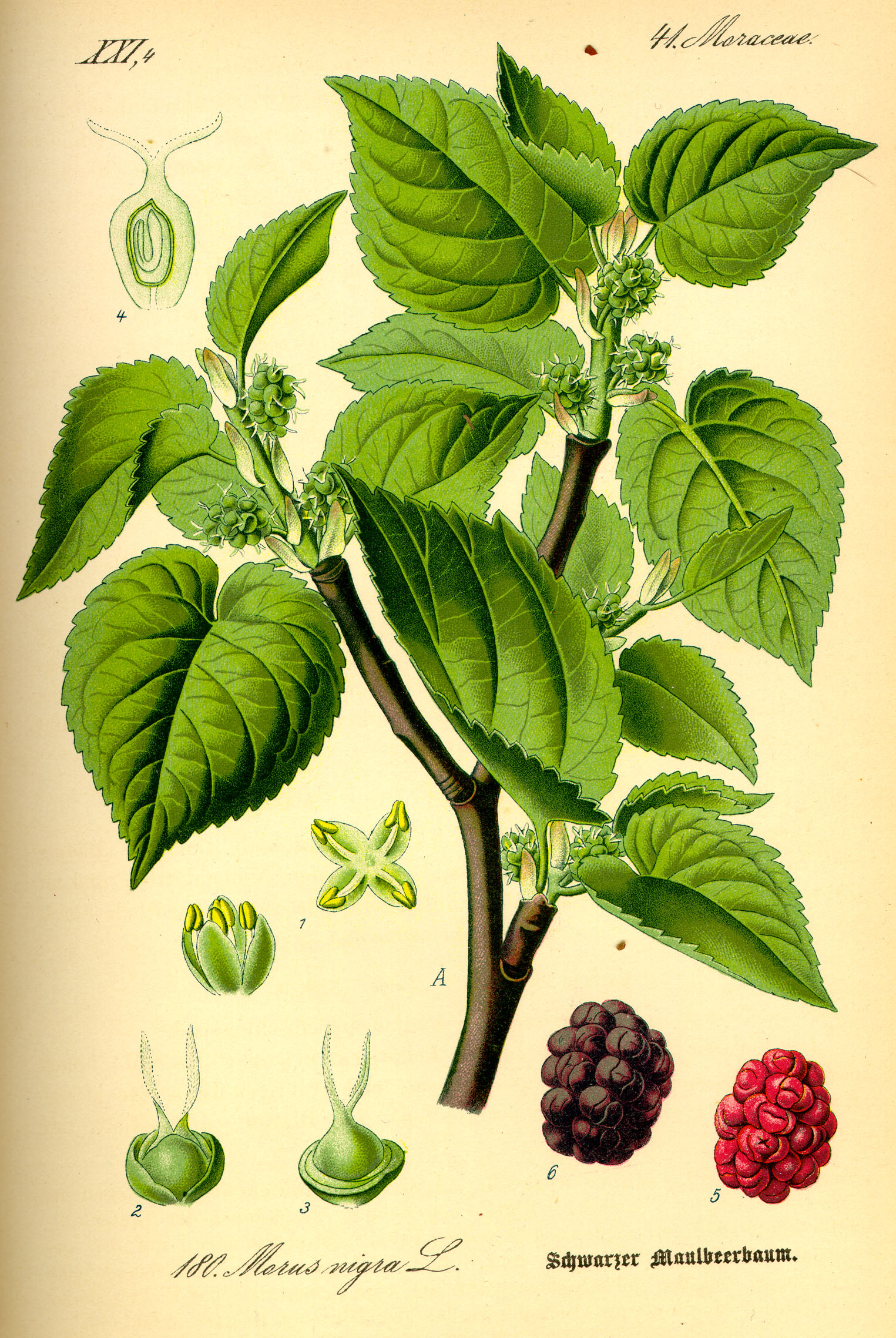 Illustration Morus nigra0