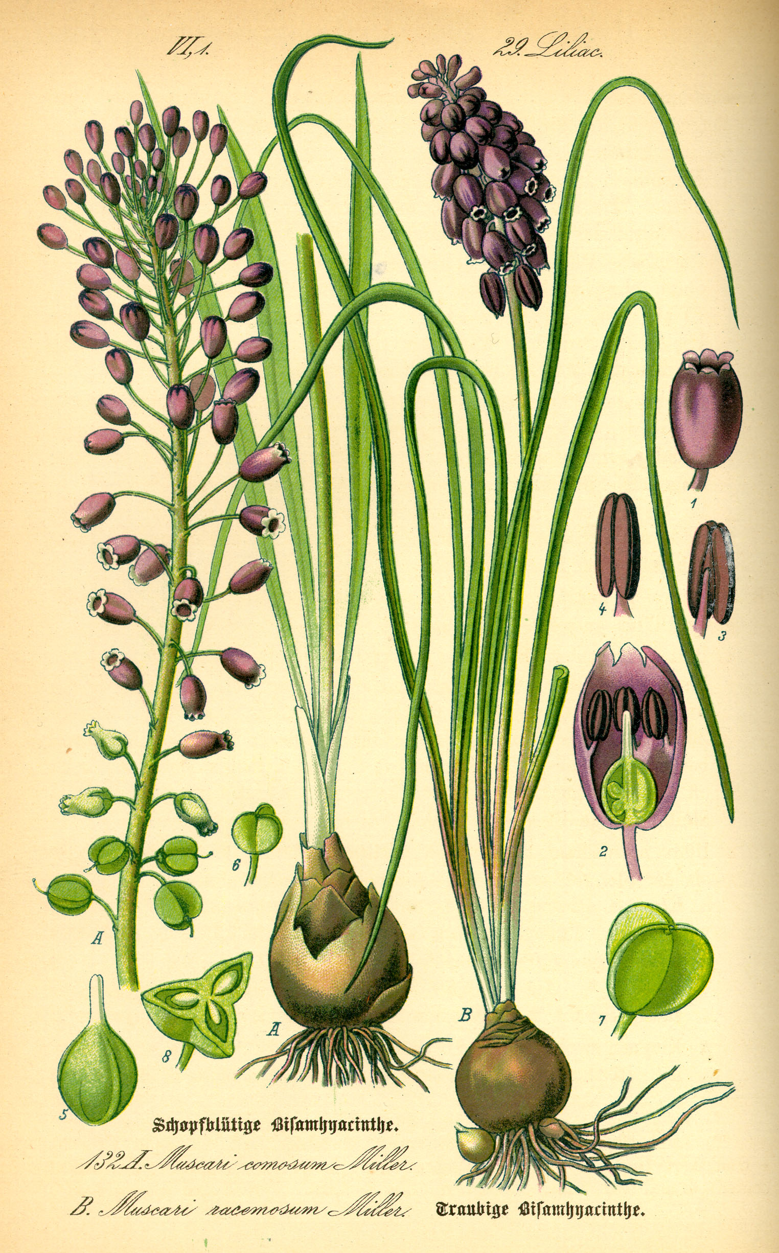 Illustration Muscari neglectum0