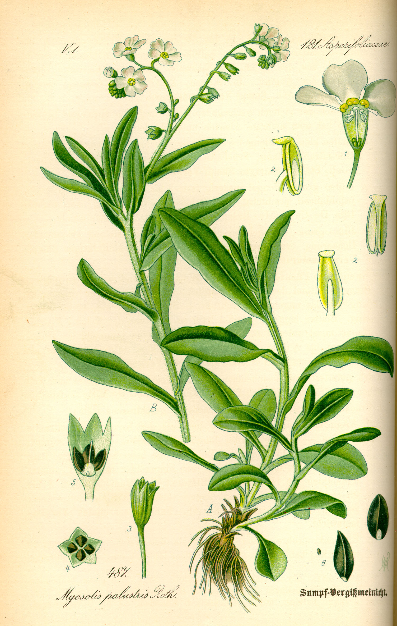 Illustration Myosotis scorpioides0