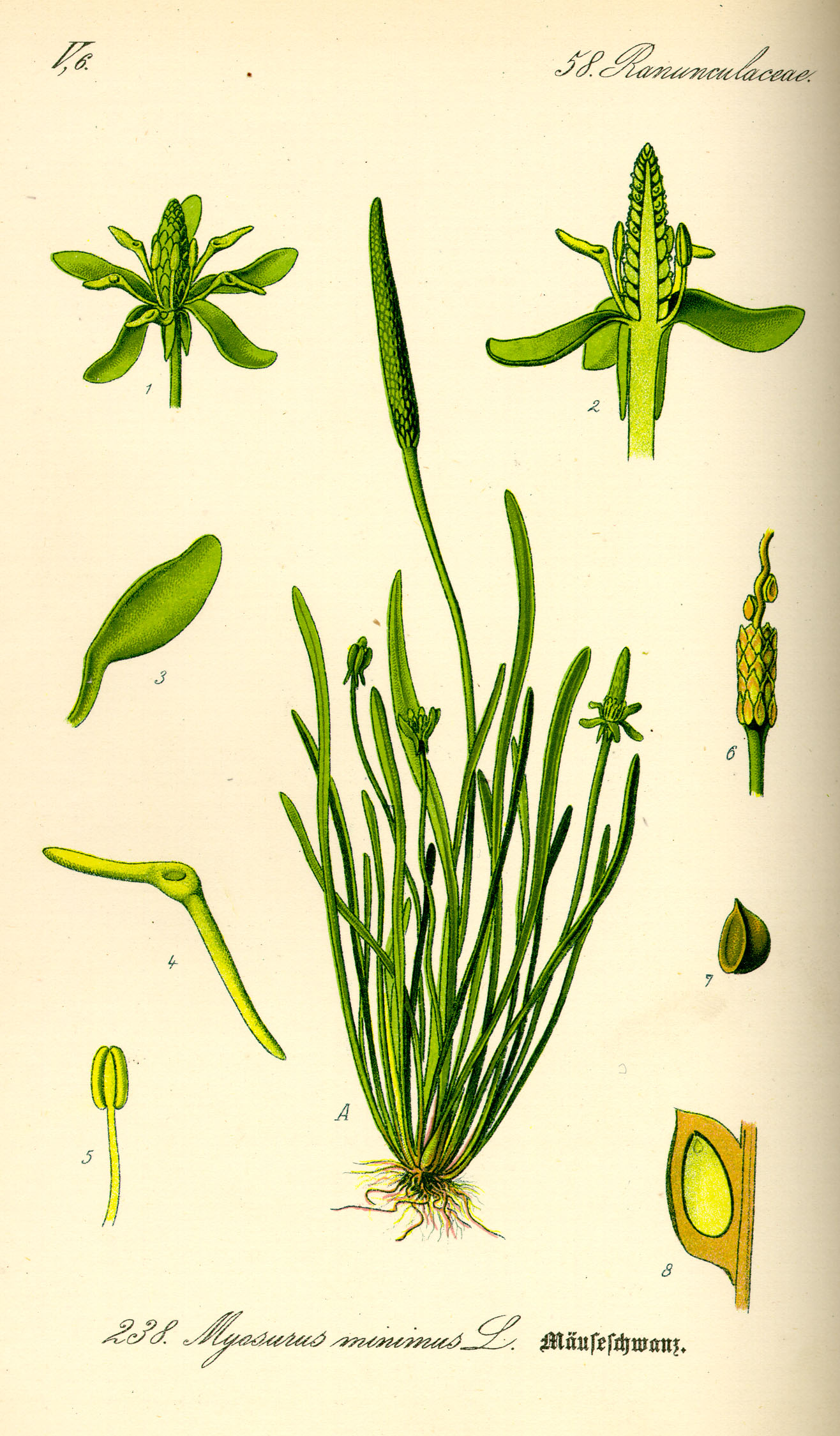 Illustration Myosurus minimus0