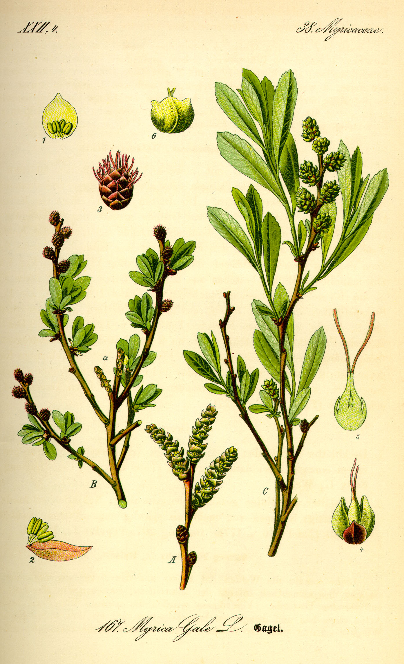 Illustration Myrica gale0