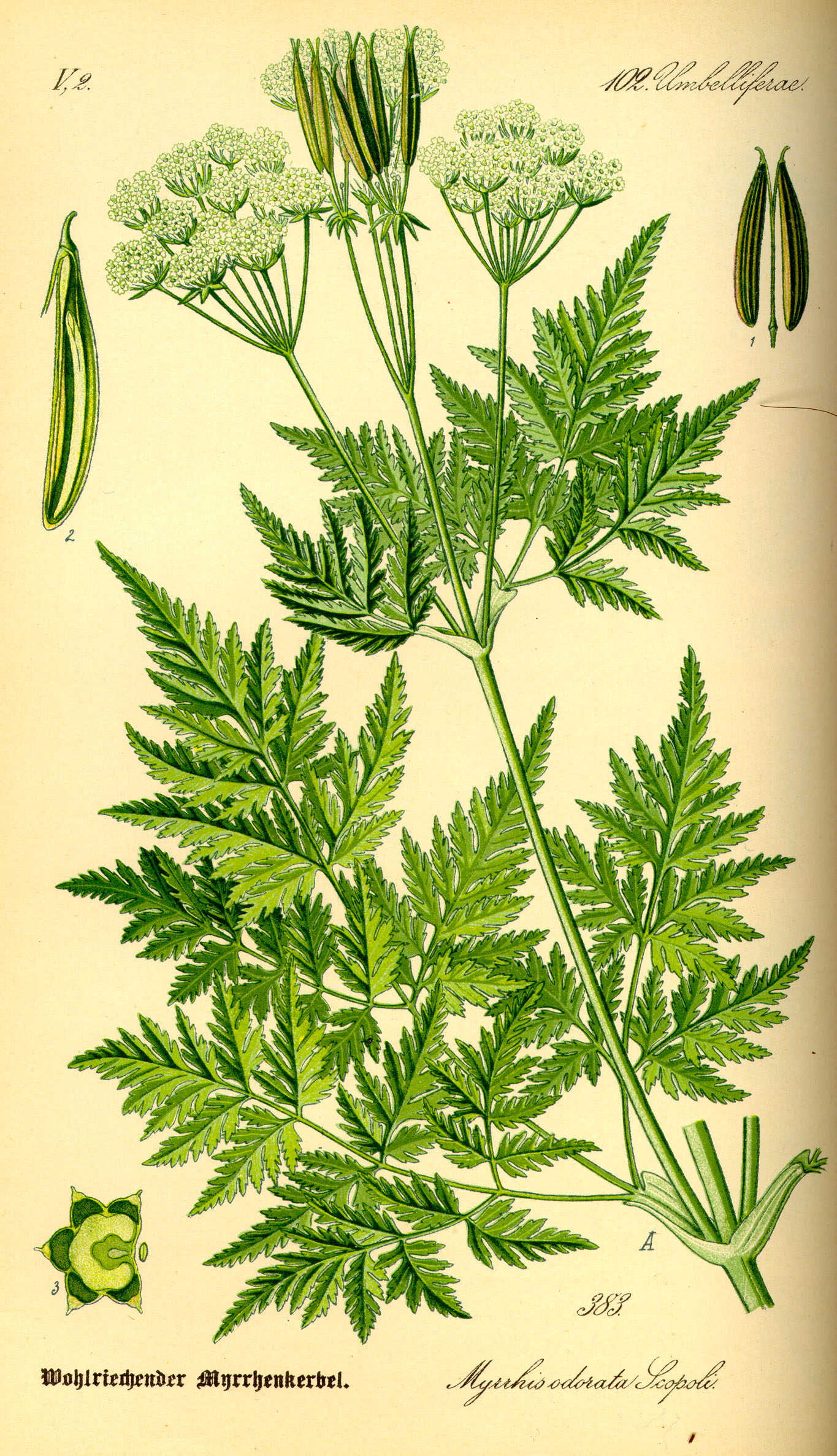 Illustration Myrrhis odorata0
