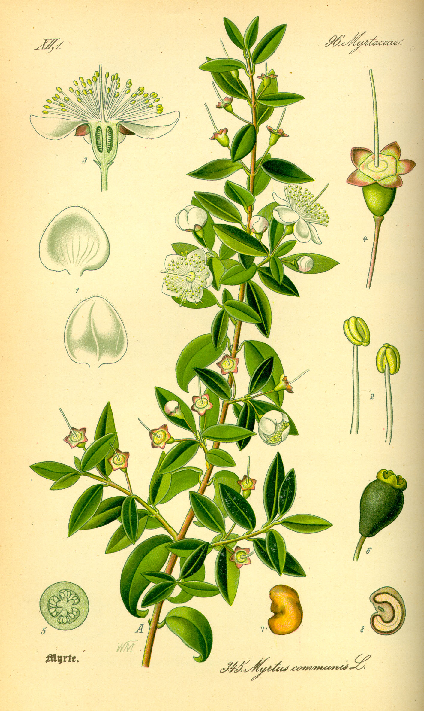 Illustration Myrtus communis0