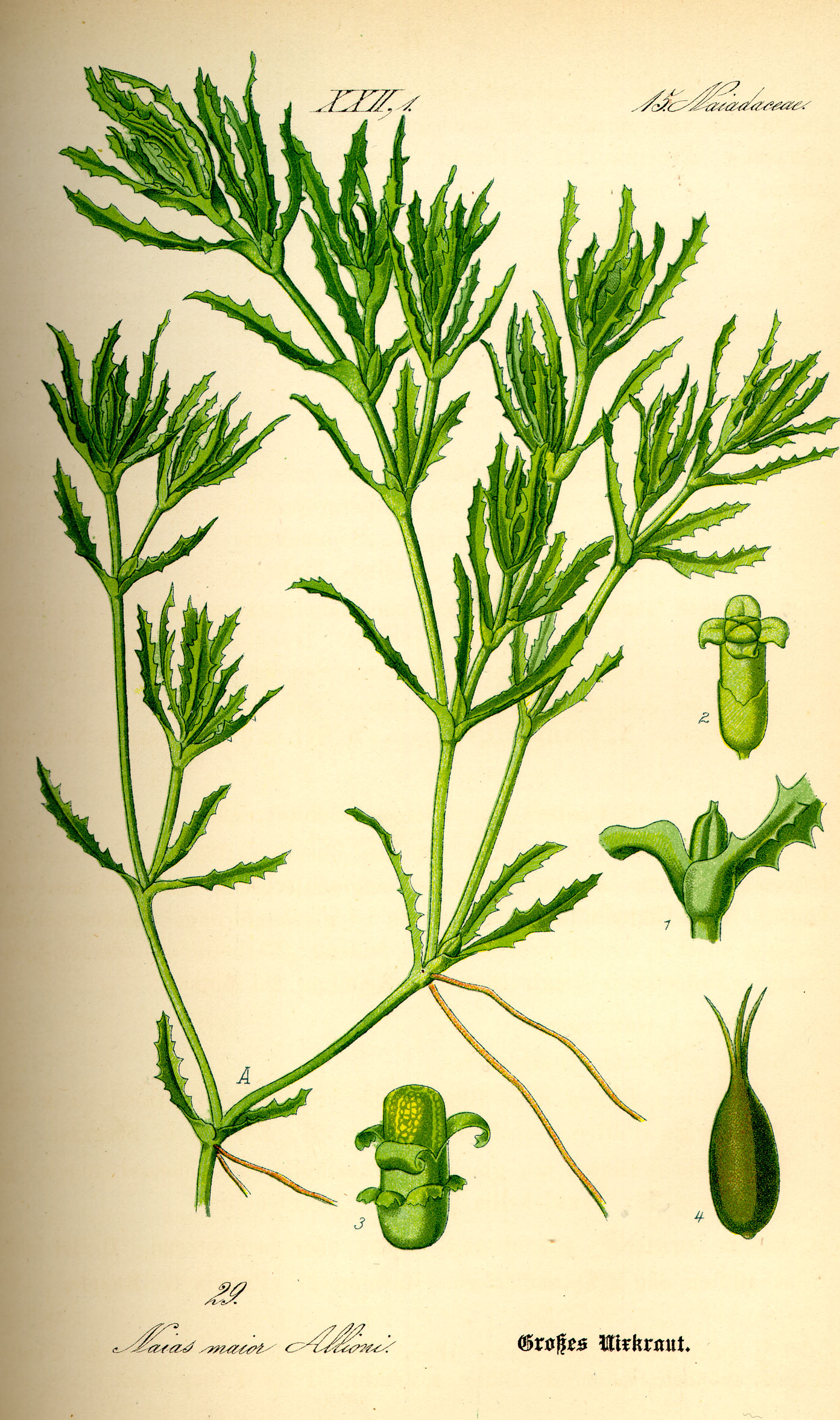 Illustration Najas marina0