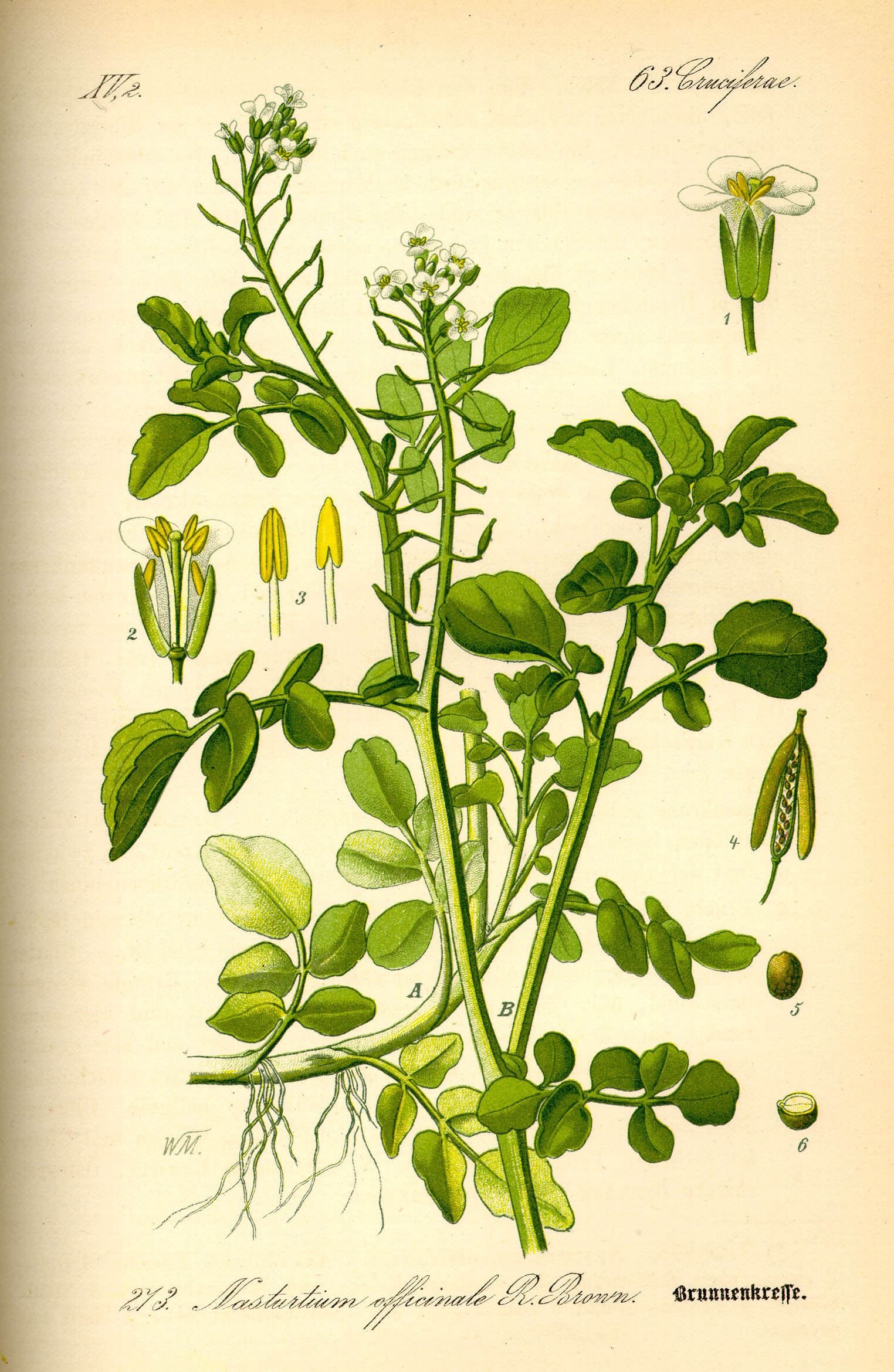 Illustration Nasturtium officinale0