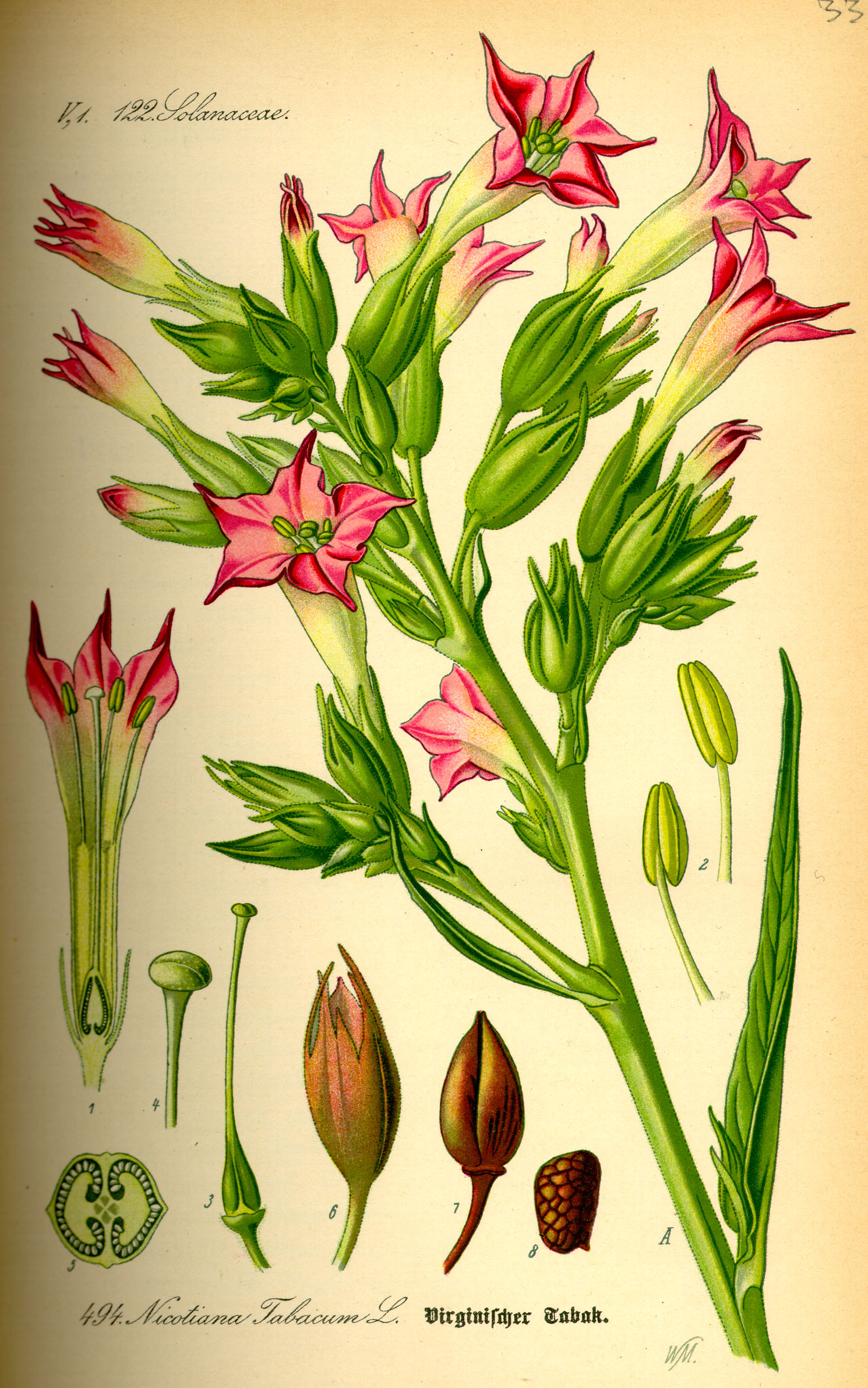Illustration Nicotiana tabacum0
