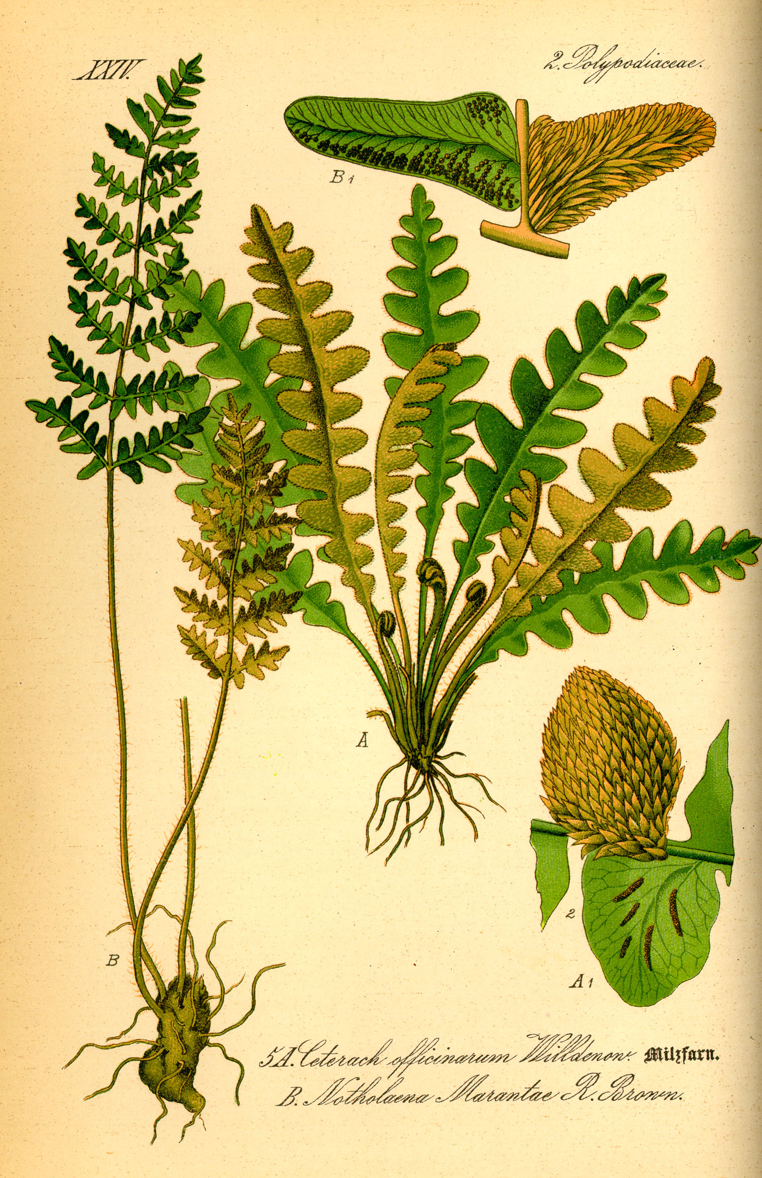 Illustration Notholaena marantae