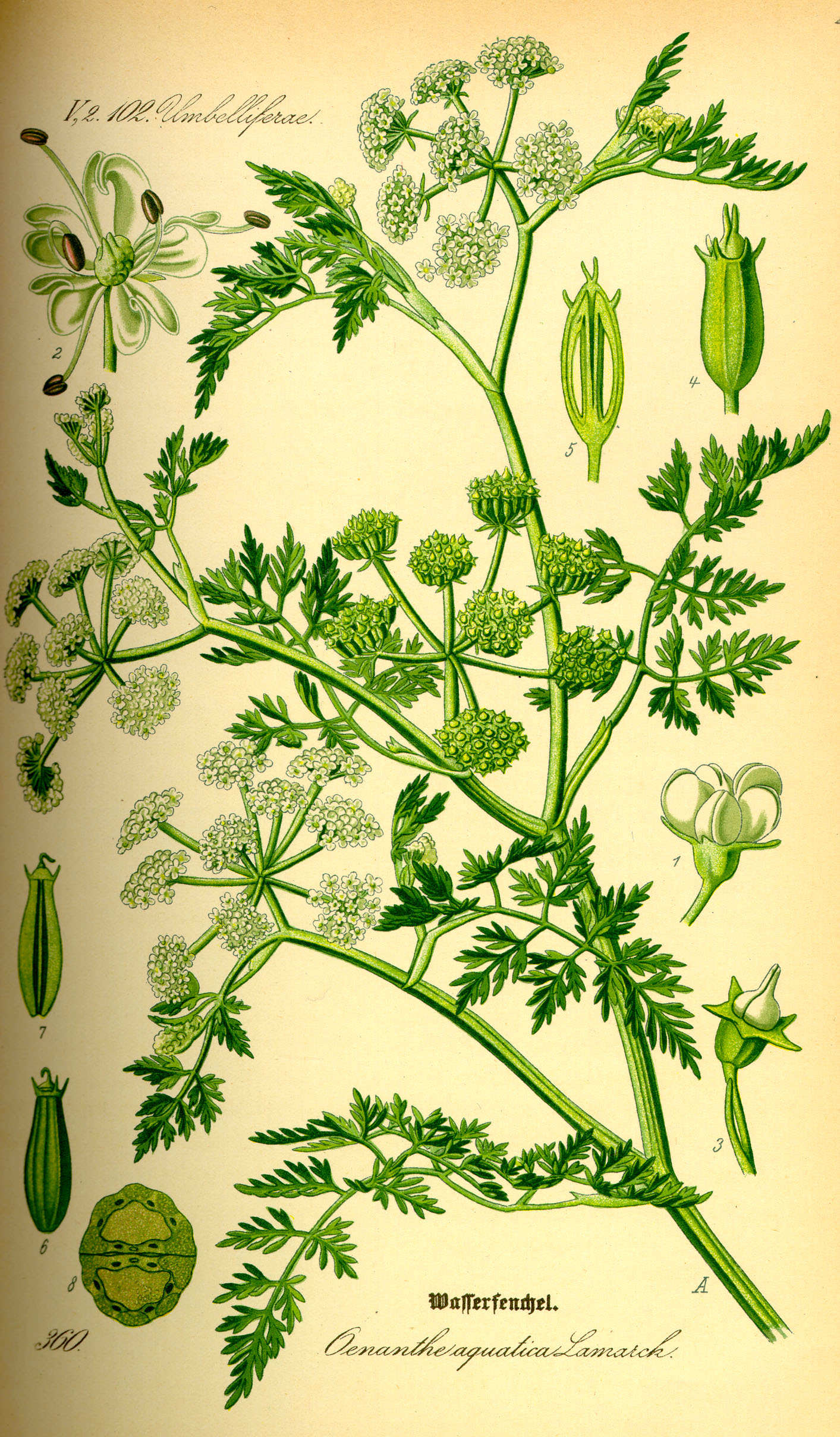 Illustration Oenanthe aquatica0