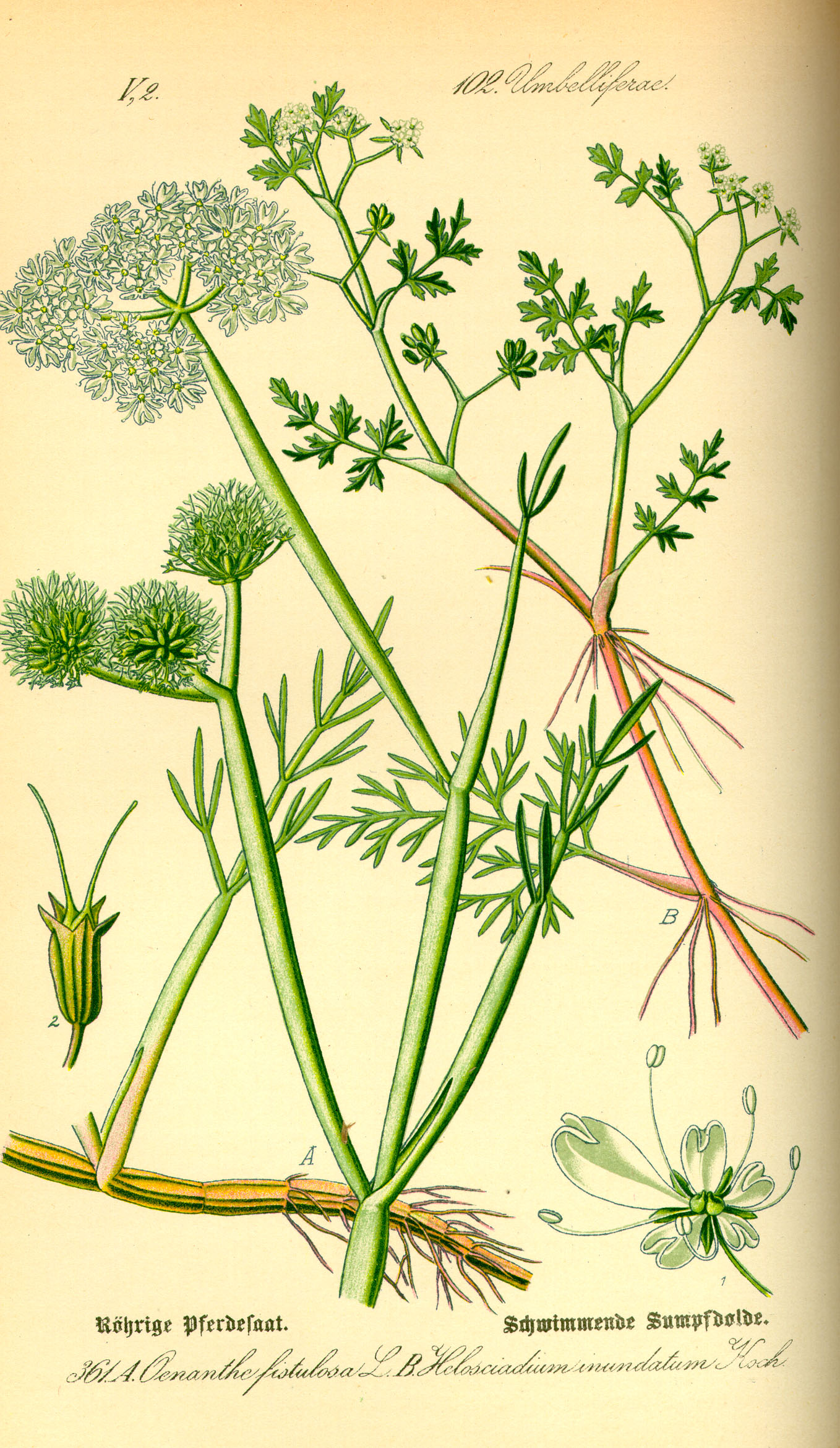 Illustration Oenanthe fistulosa0