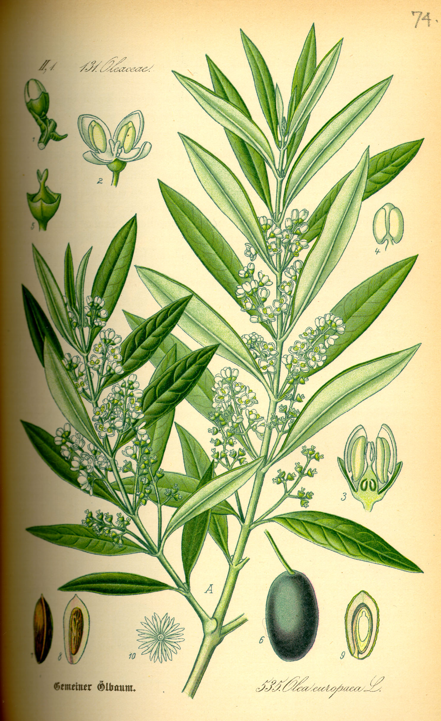 Illustration Olea europaea0