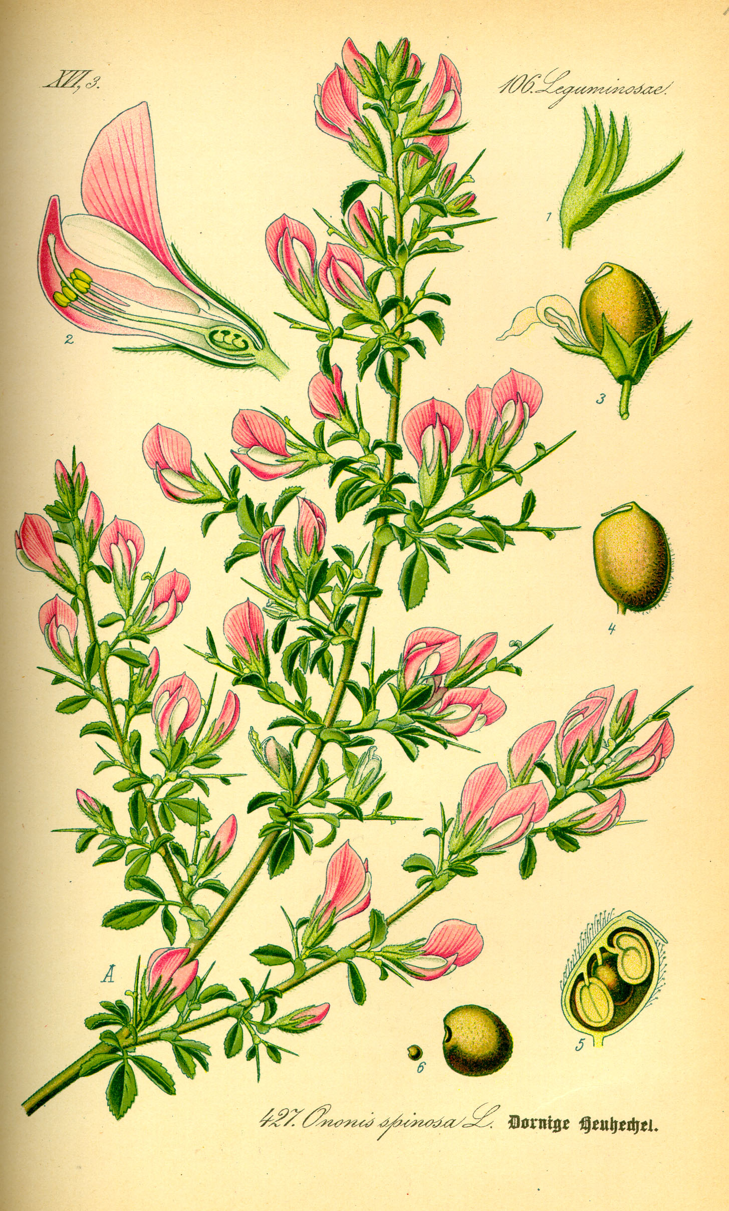 Illustration Ononis spinosa0