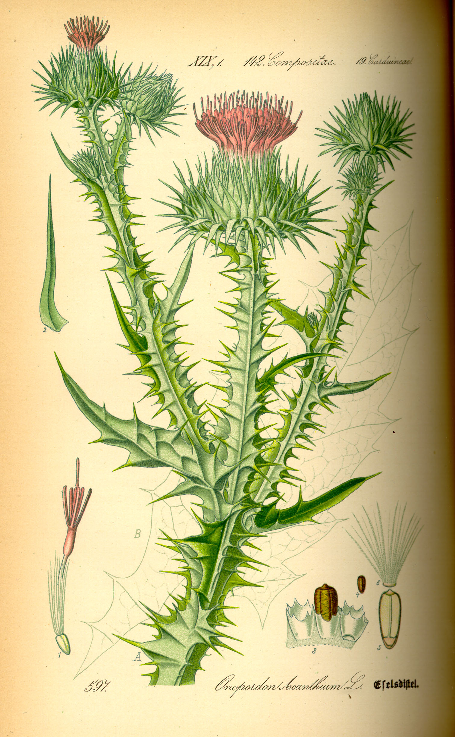 Illustration Onopordum acanthium0