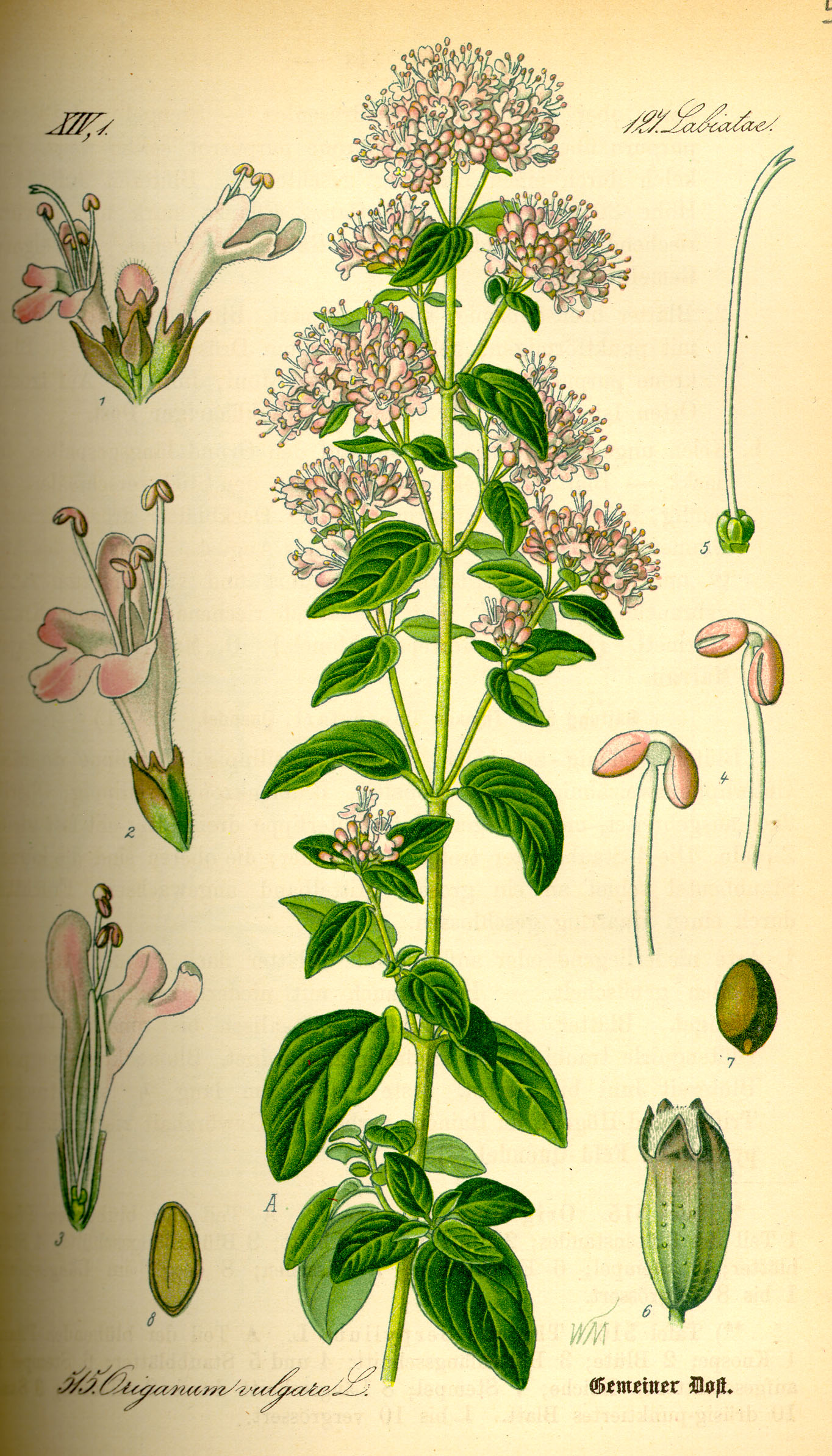Illustration Origanum vulgare0