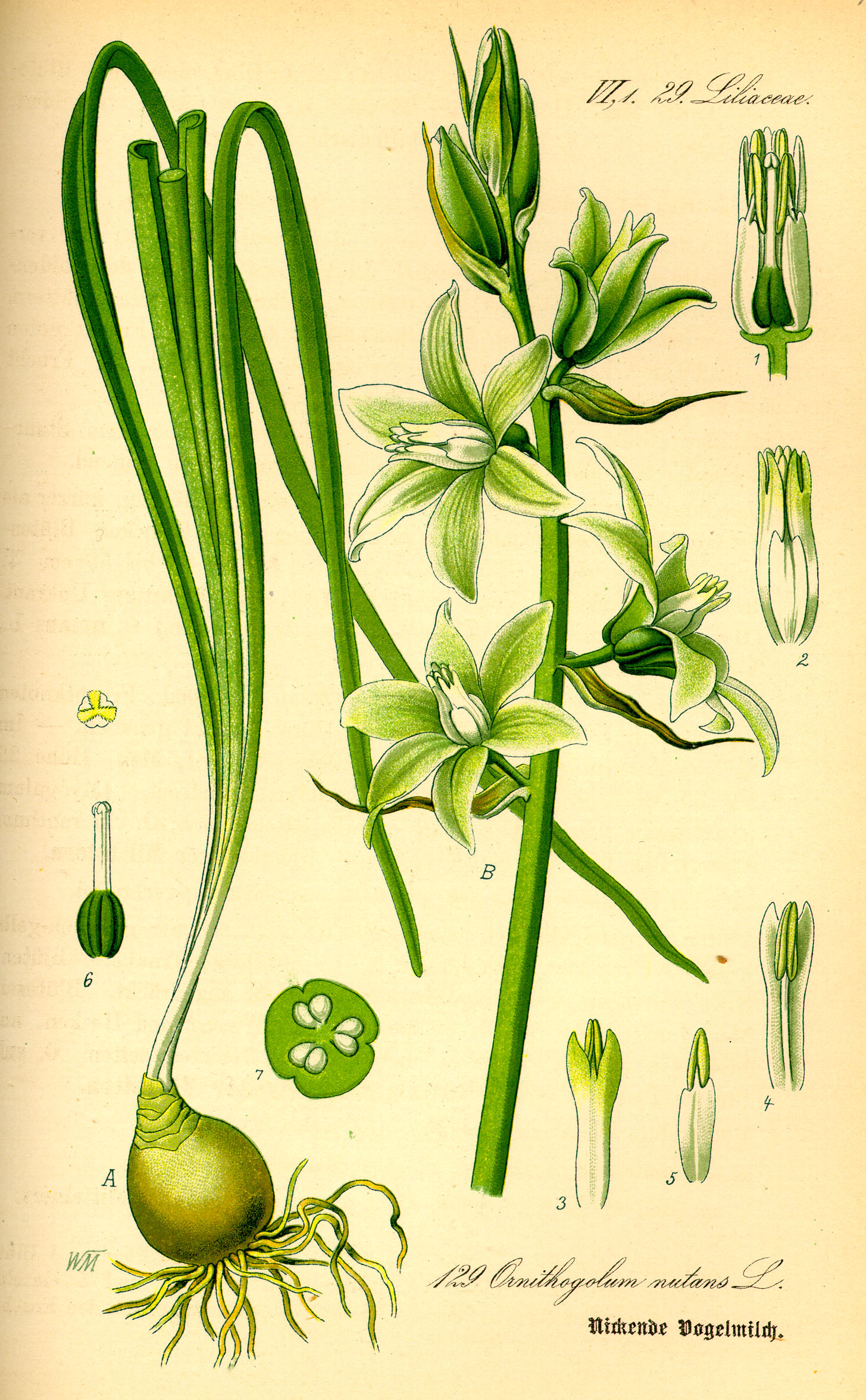 Illustration Ornithogalum nutans0