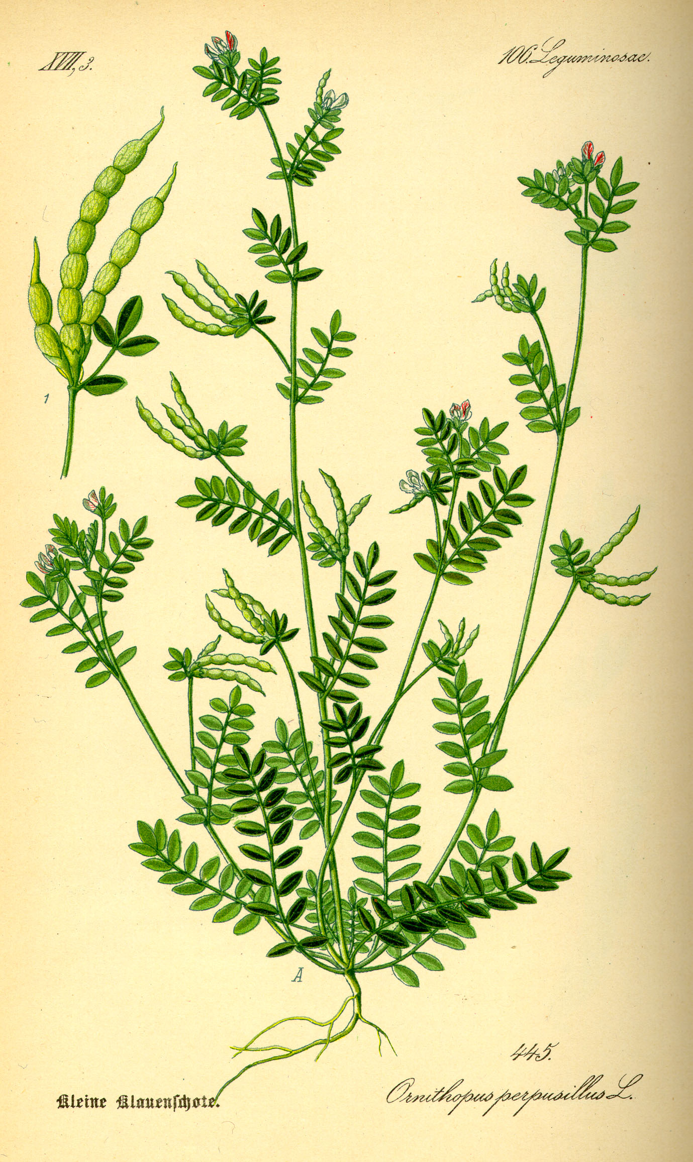 Illustration Ornithopus perpusillus0