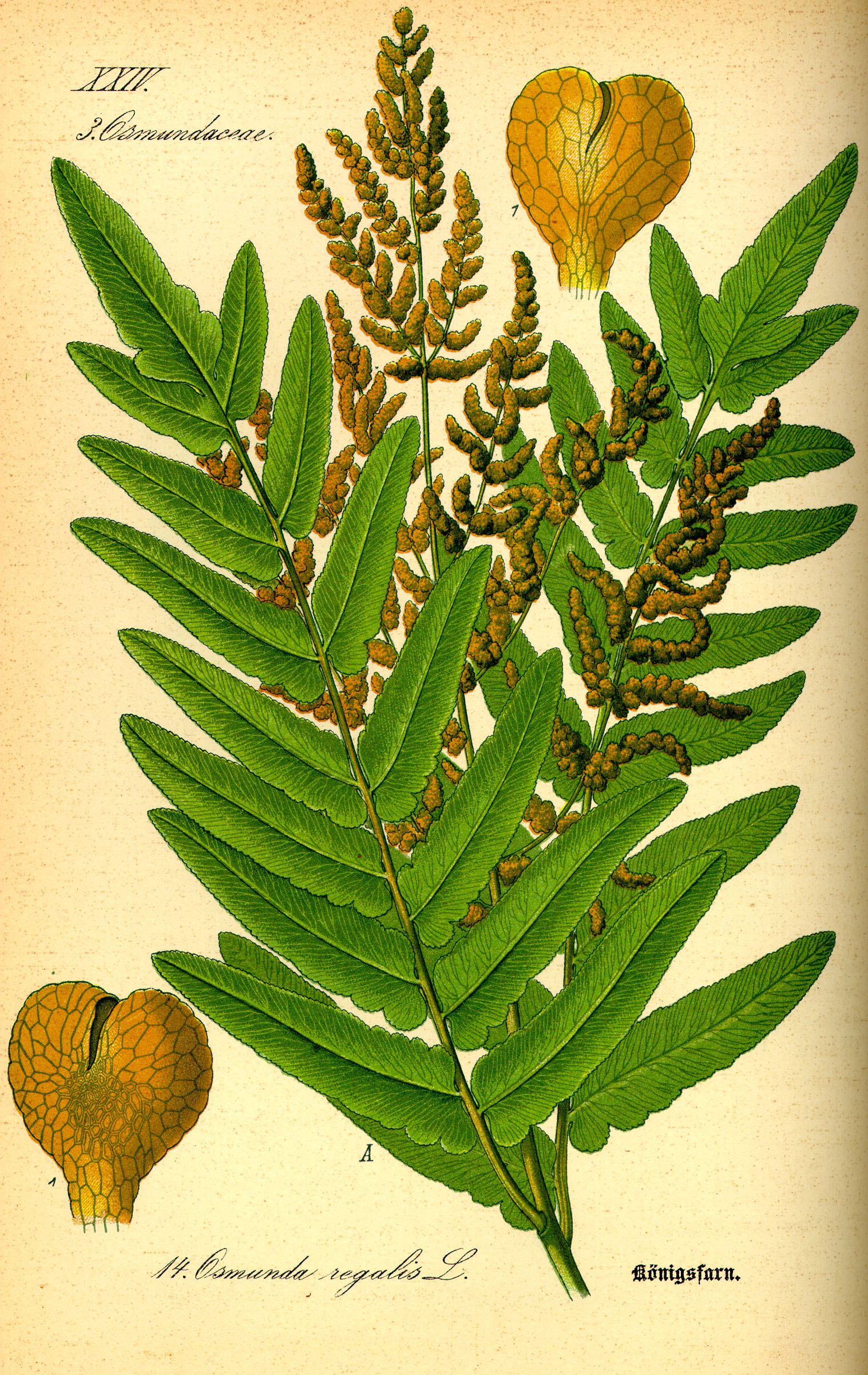 Illustration Osmunda regalis0