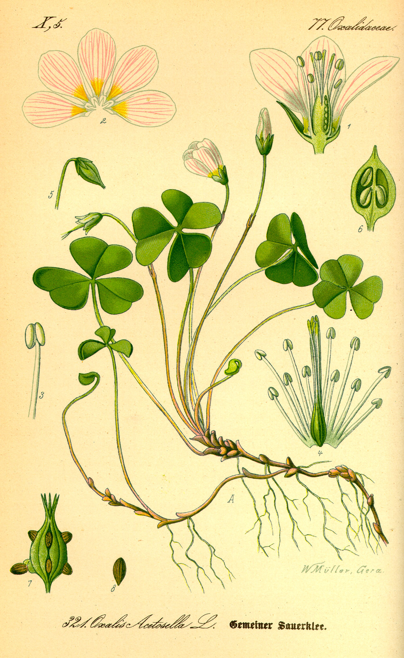 Illustration Oxalis acetosella0