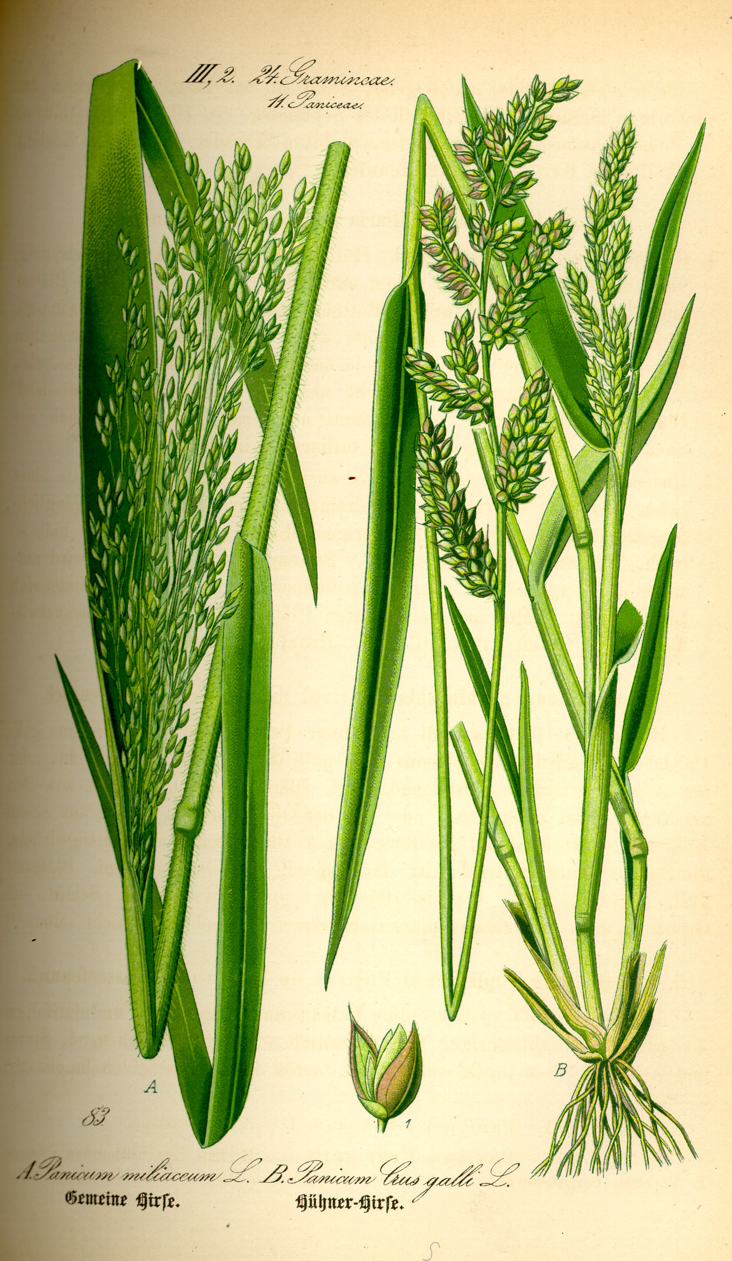 Illustration Panicum miliaceum0