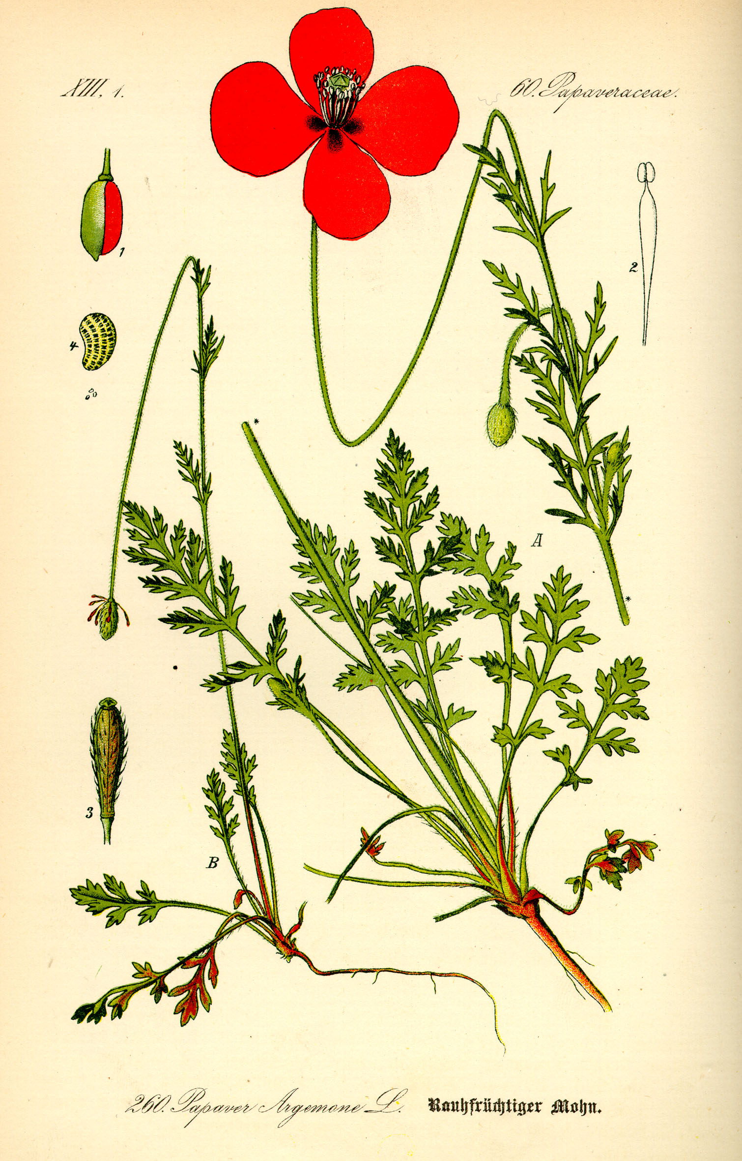 Illustration Papaver argemone0