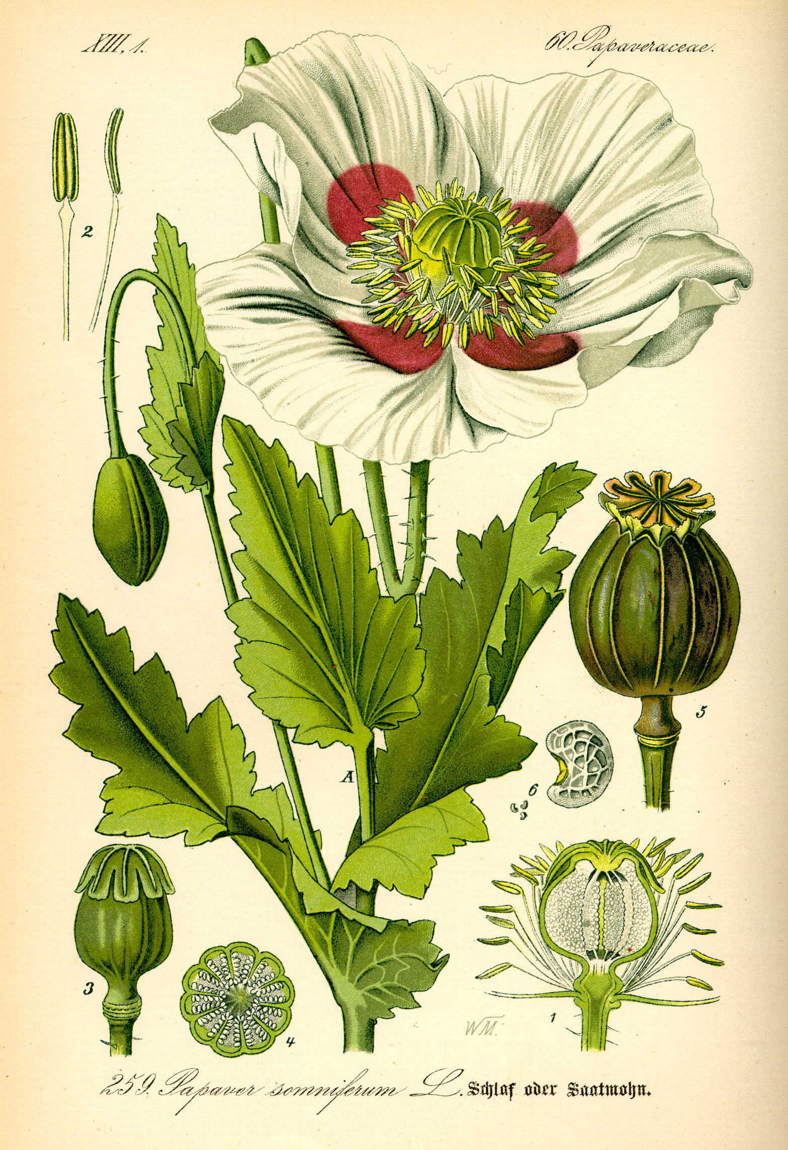 Illustration Papaver somniferum0