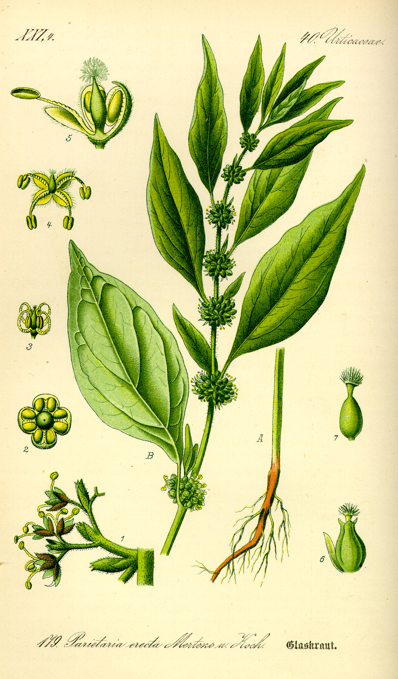 Illustration Parietaria officinalis0