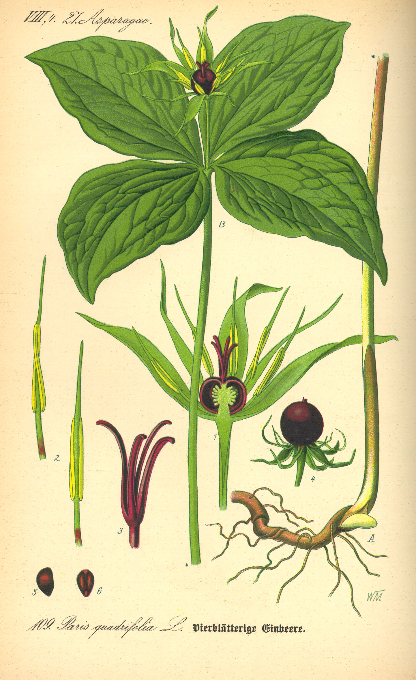 Illustration Paris quadrifolia0