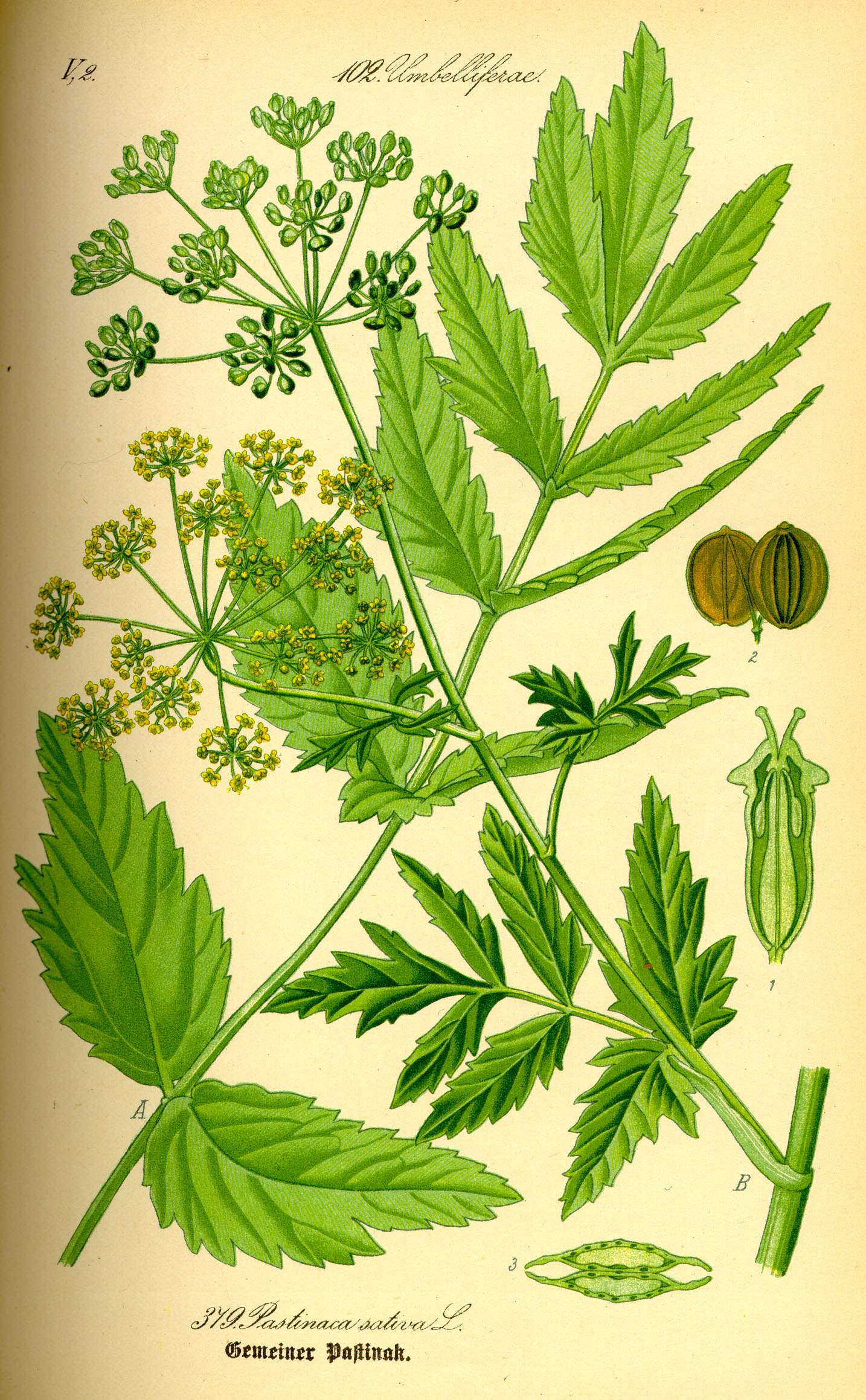 Illustration Pastinaca sativa0