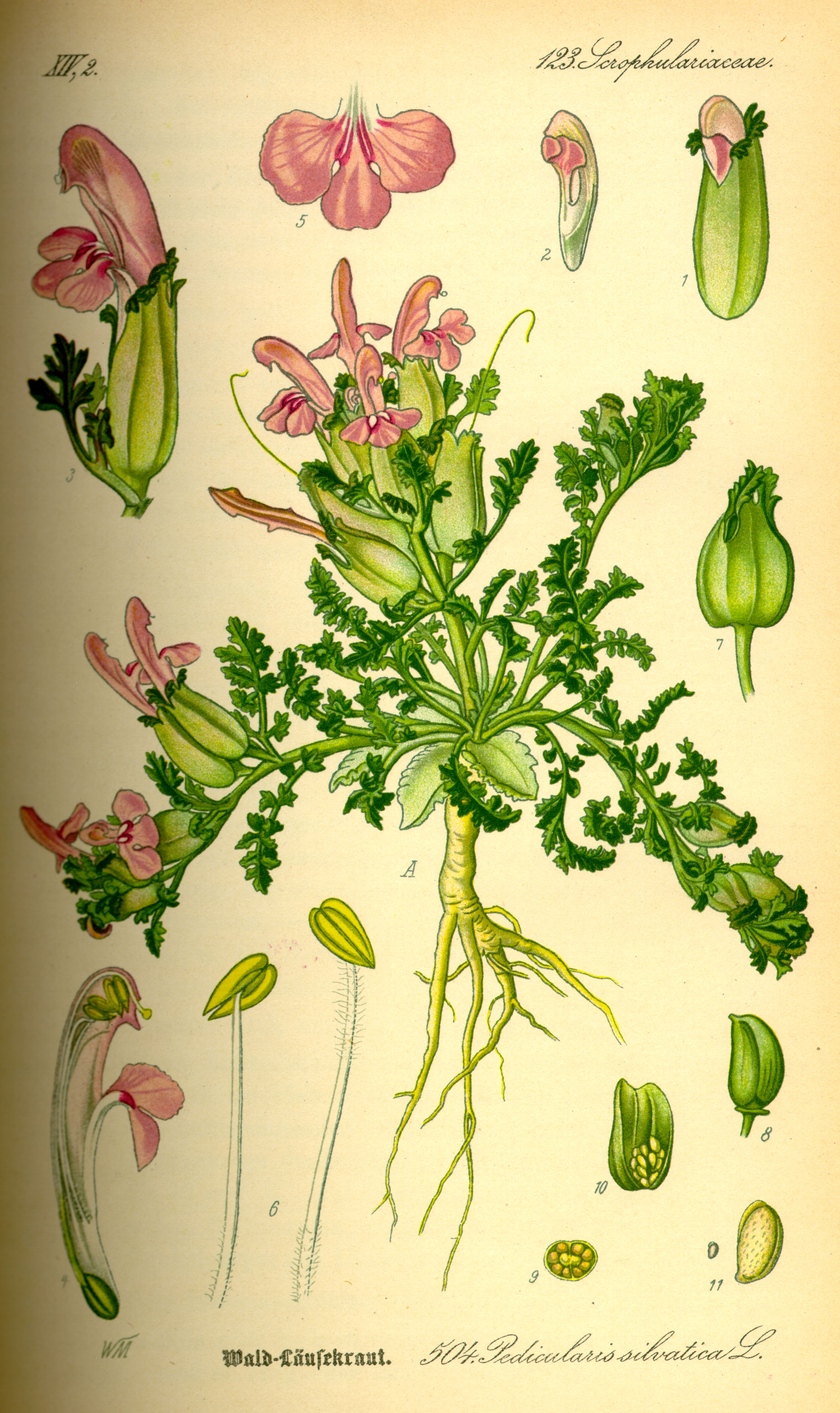 Illustration Pedicularis silvatica0
