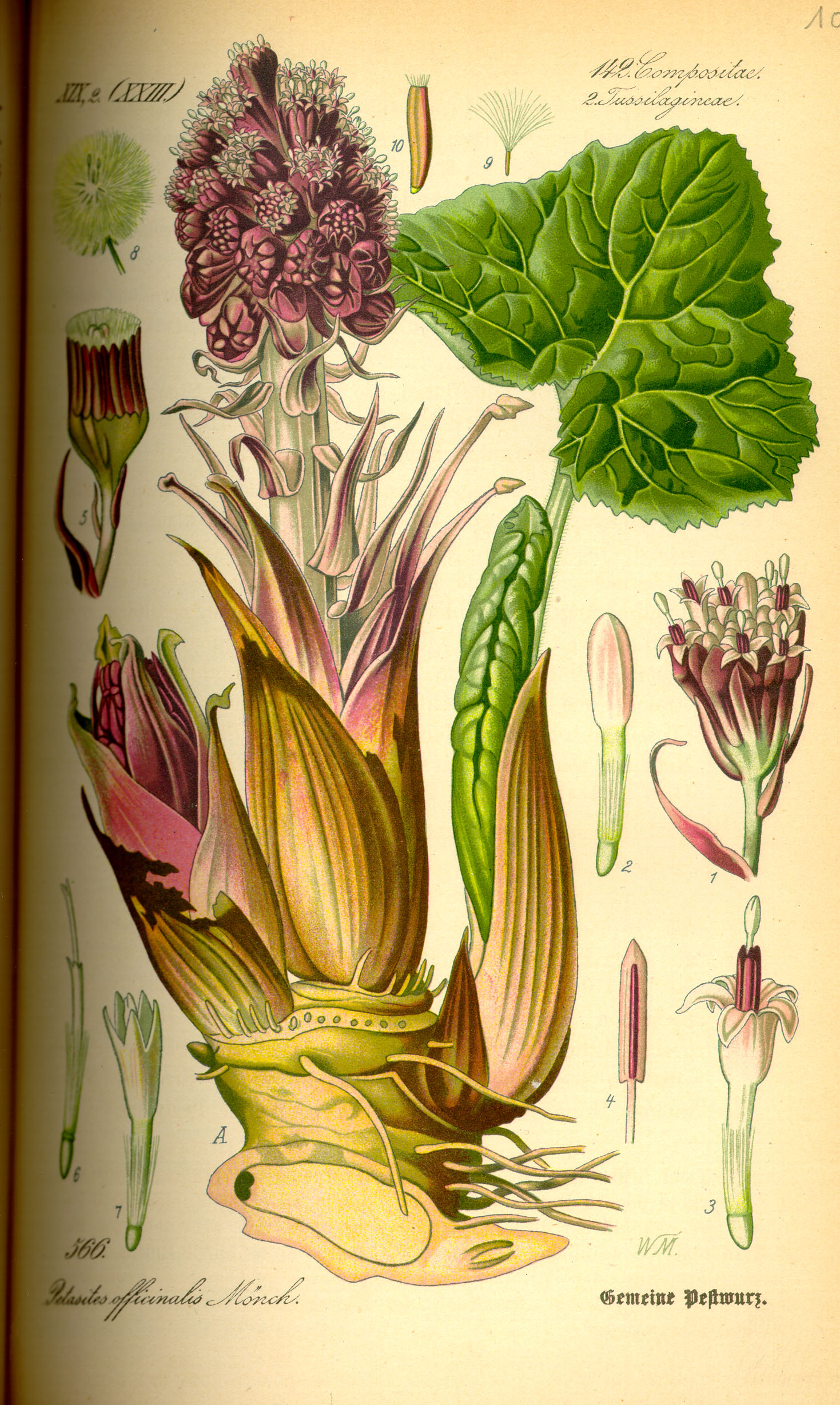 Illustration Petasites hybridus0