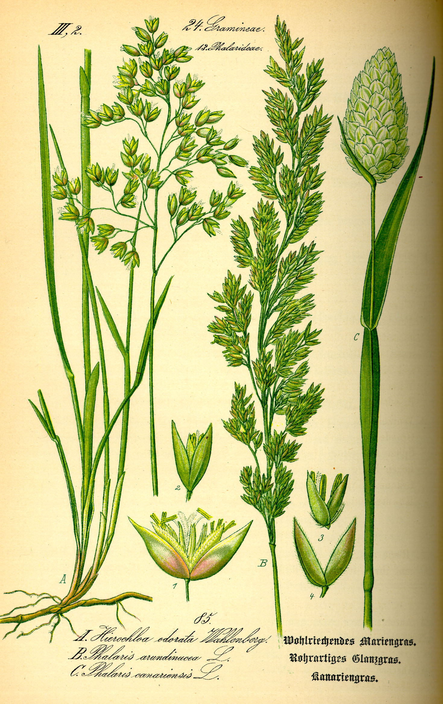 Illustration Phalaris canariensis0