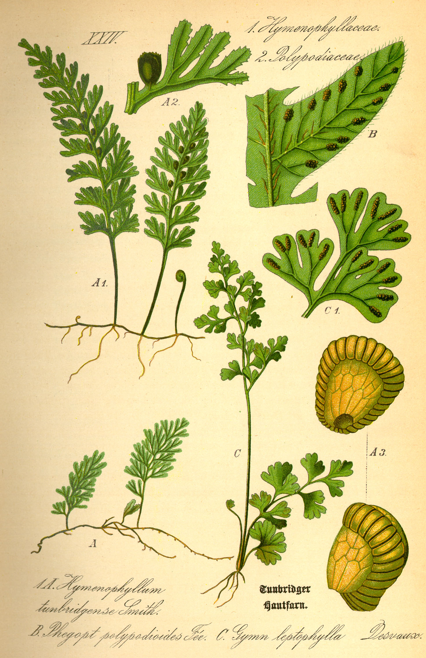 Illustration Phegopteris connectilis0