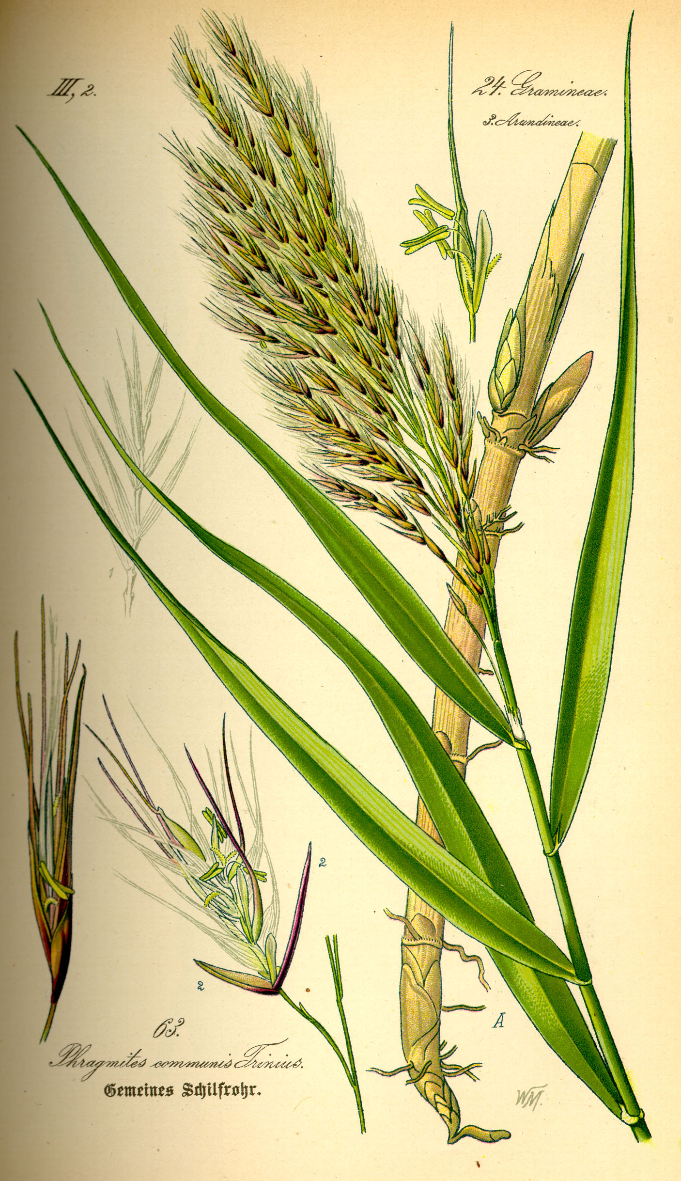 Illustration Phragmites australis0