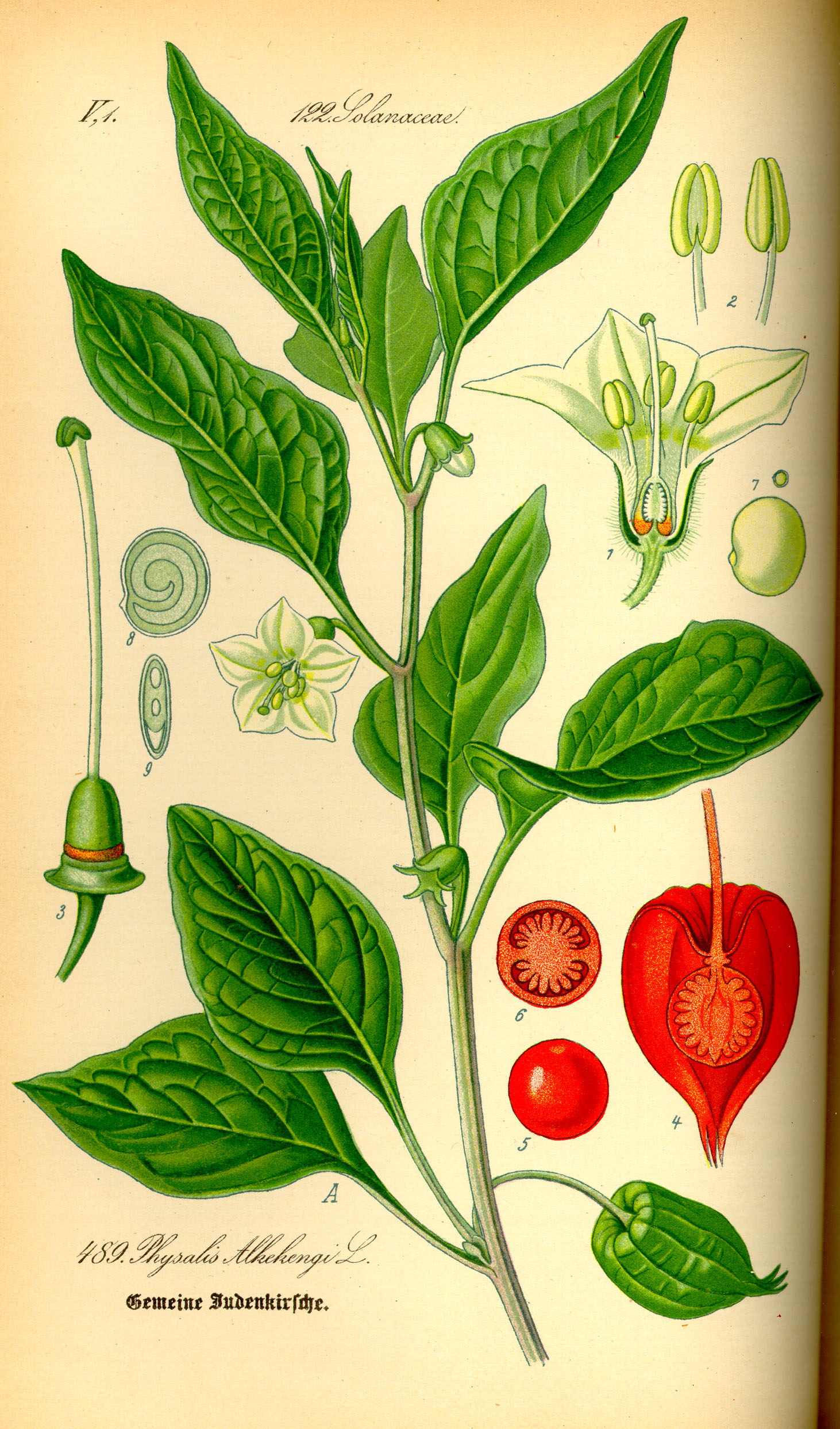 Illustration Physalis alkekengi0