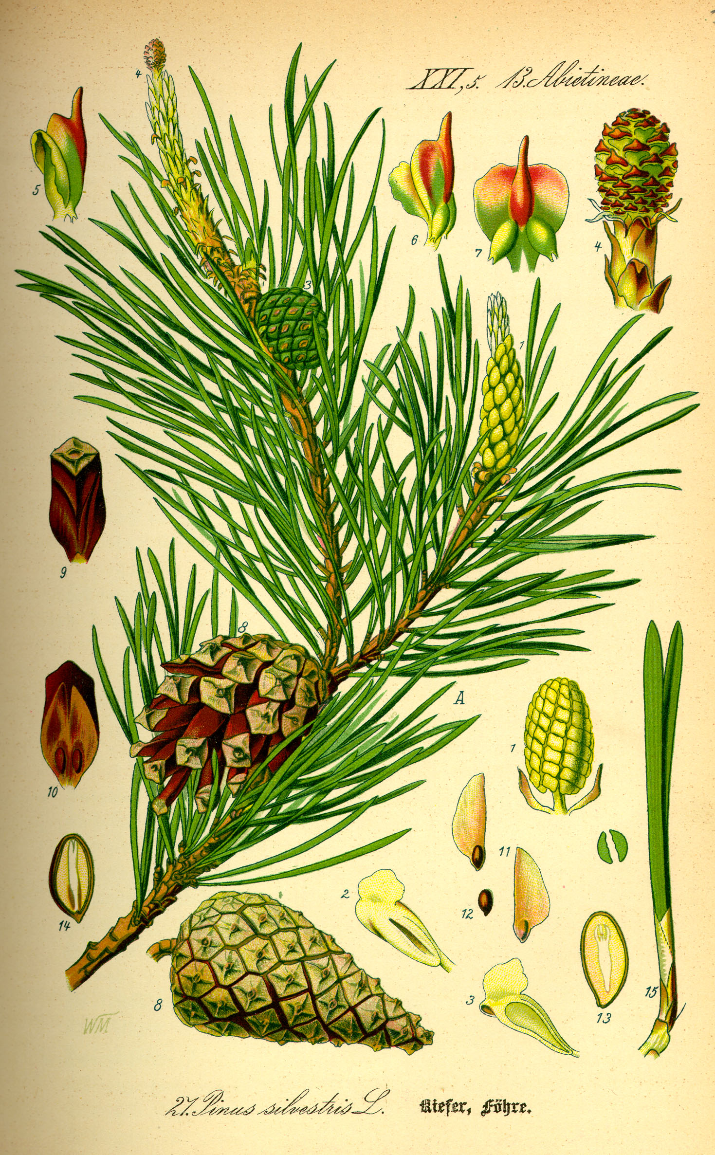 Illustration Pinus sylvestris0