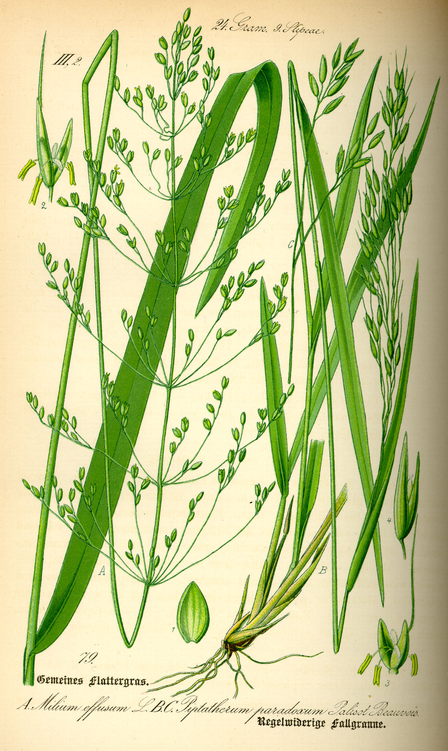Illustration Piptatherum paradoxum0