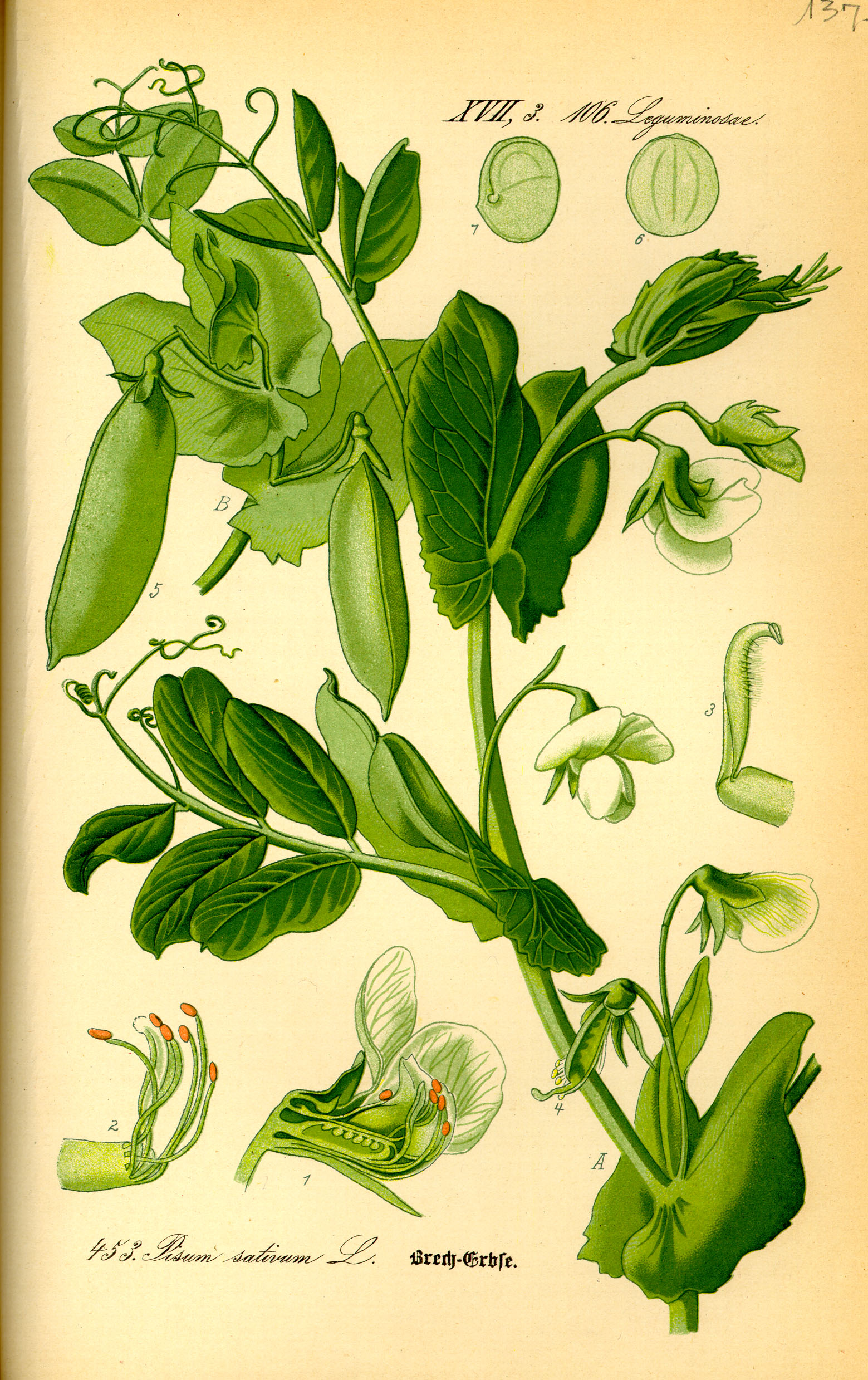Illustration Pisum sativum0