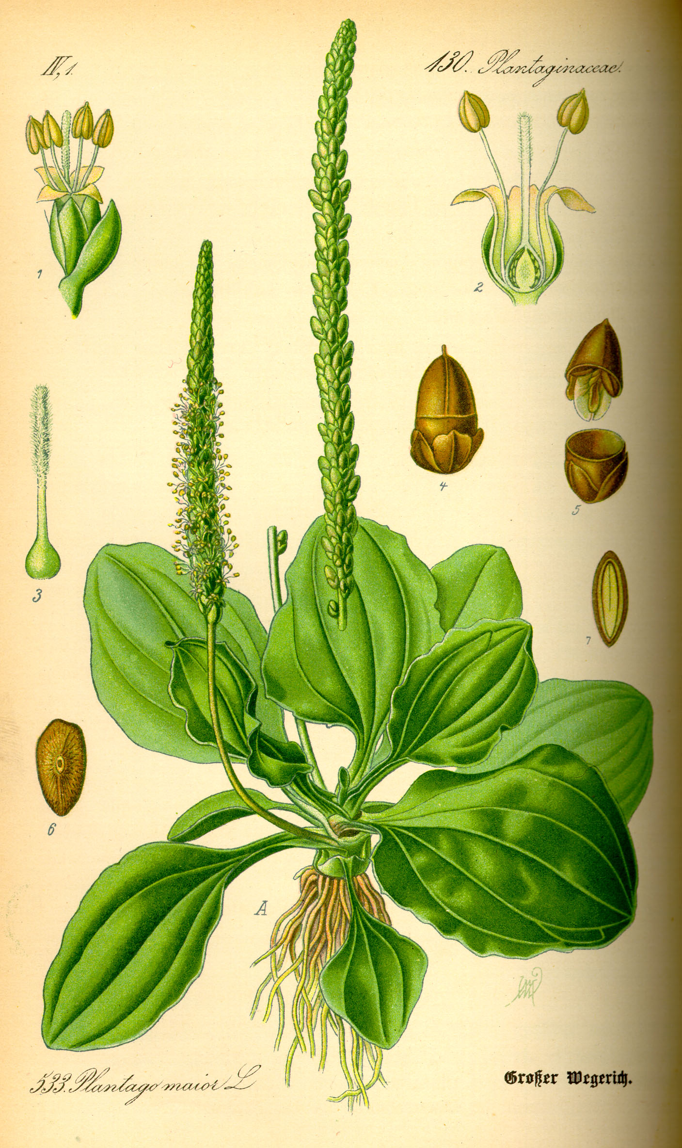 Illustration Plantago major0