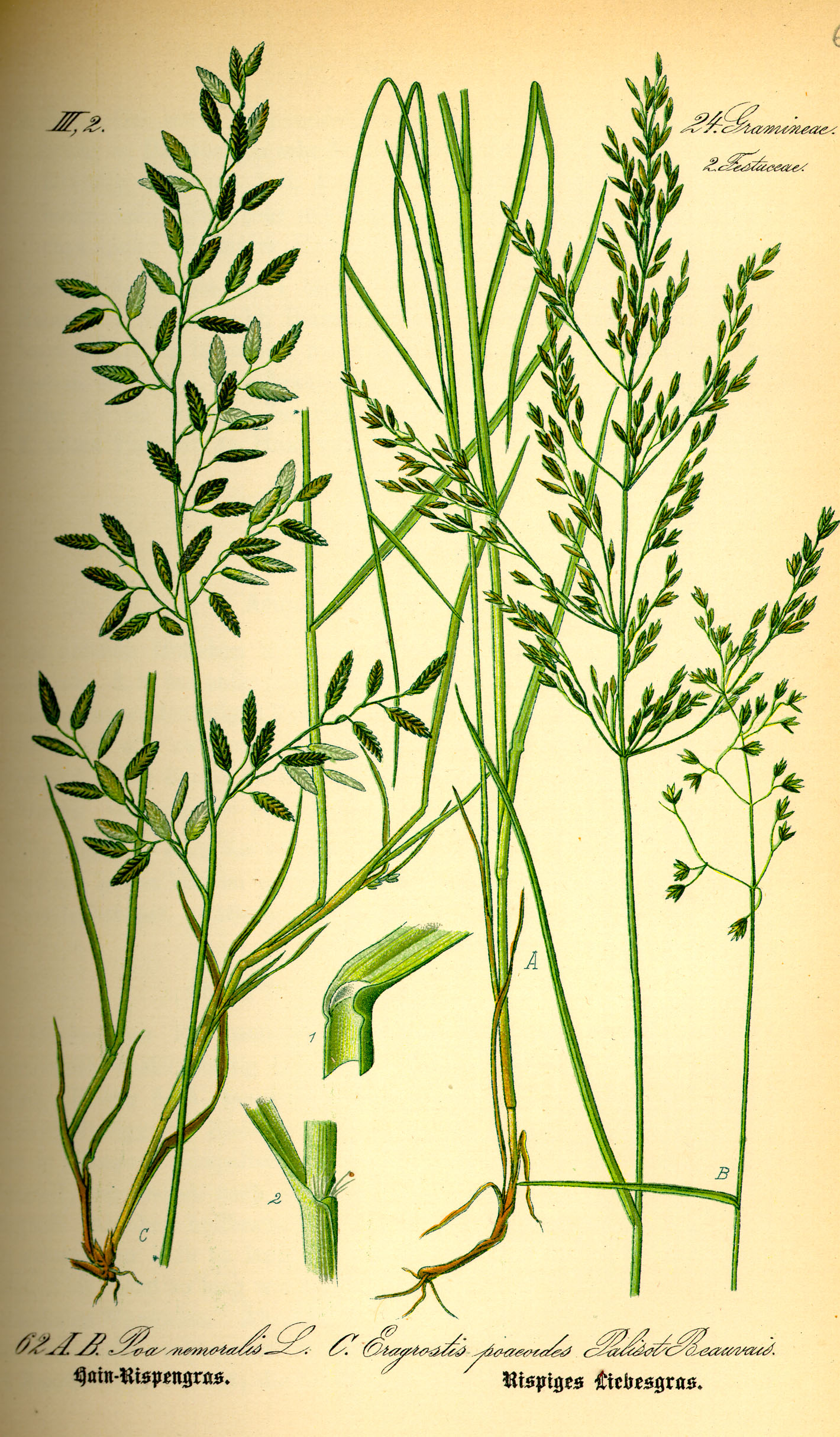 Illustration Poa nemoralis0