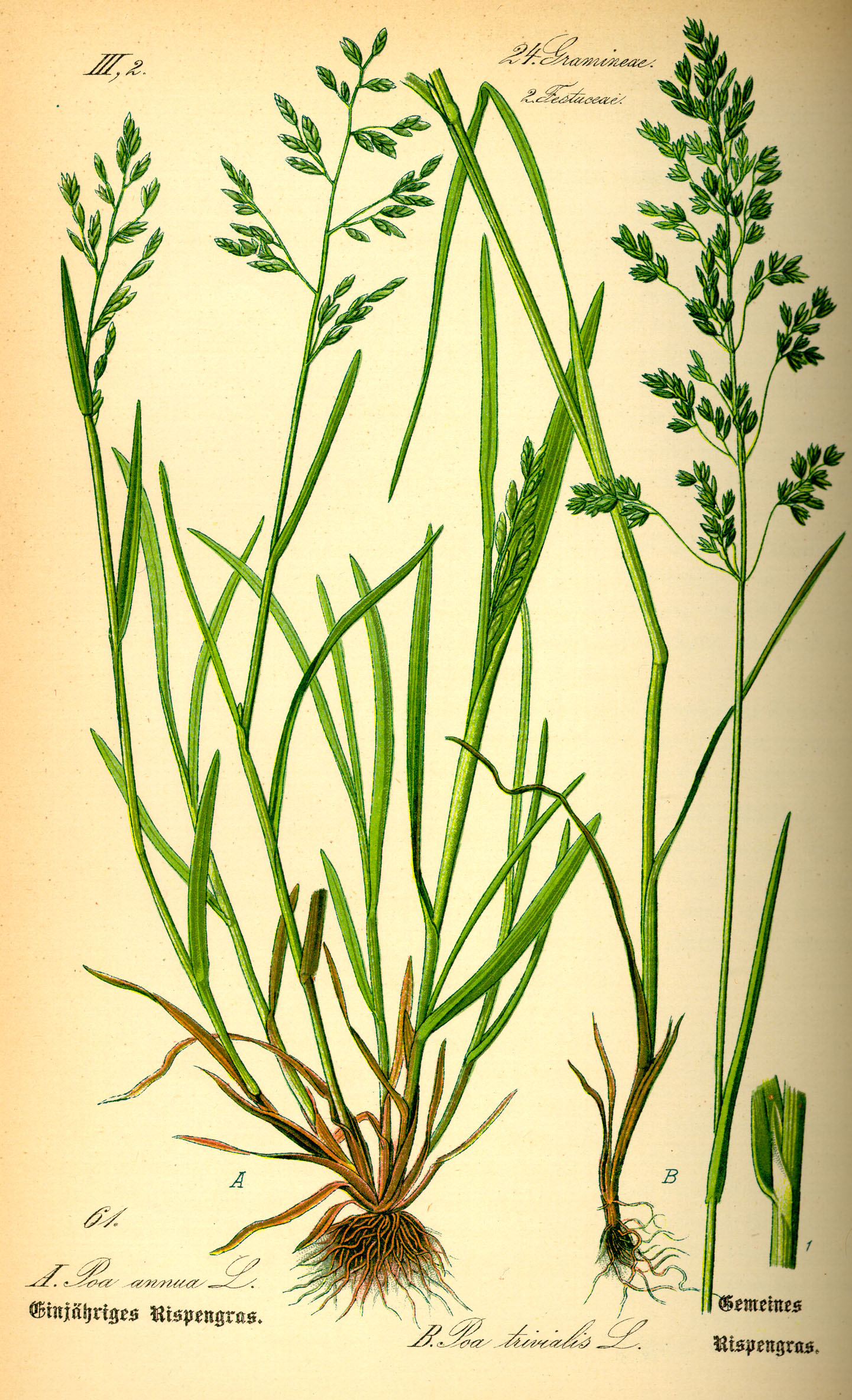 Illustration Poa trivialis0