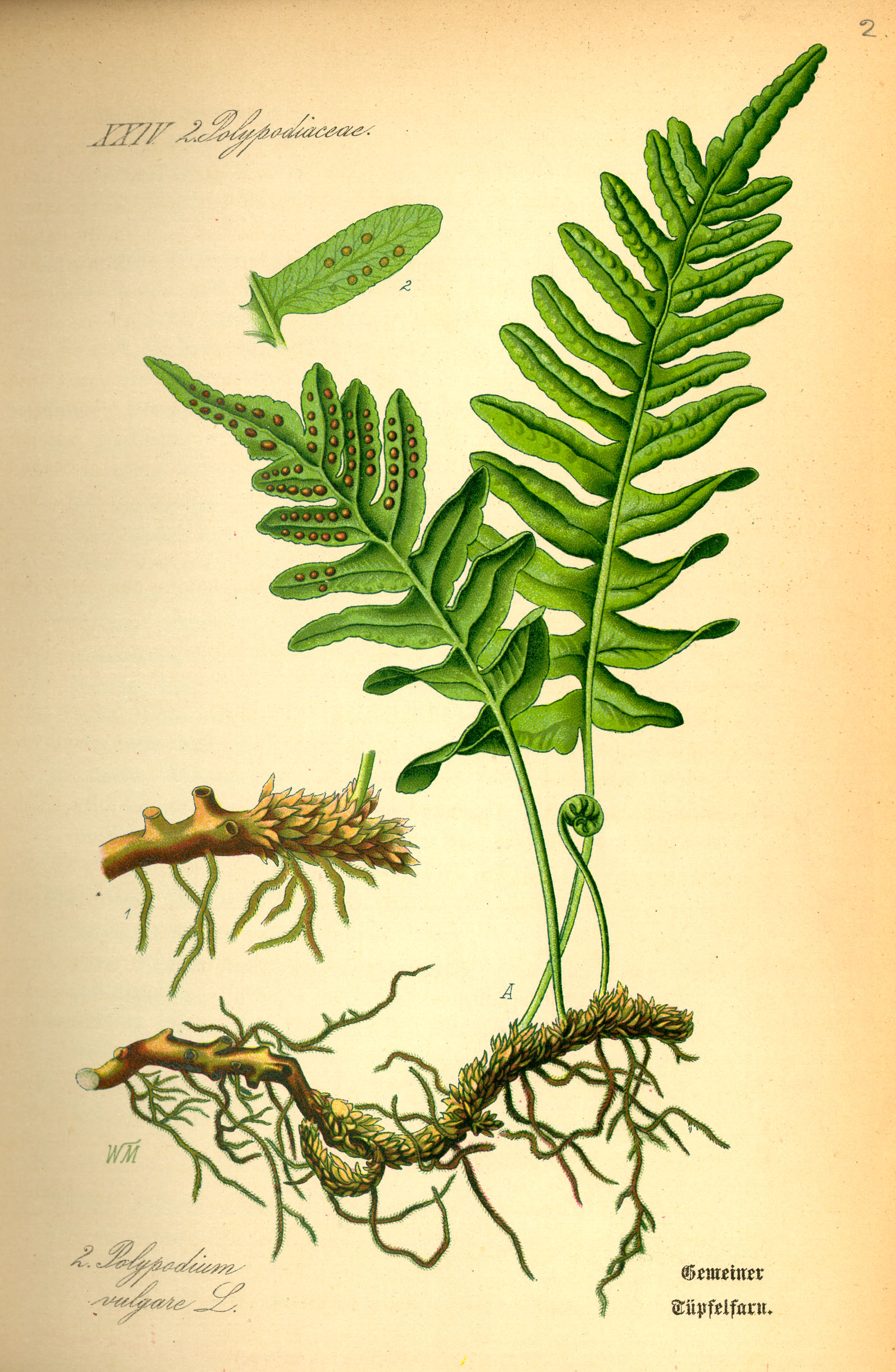 Illustration Polypodium vulgare0
