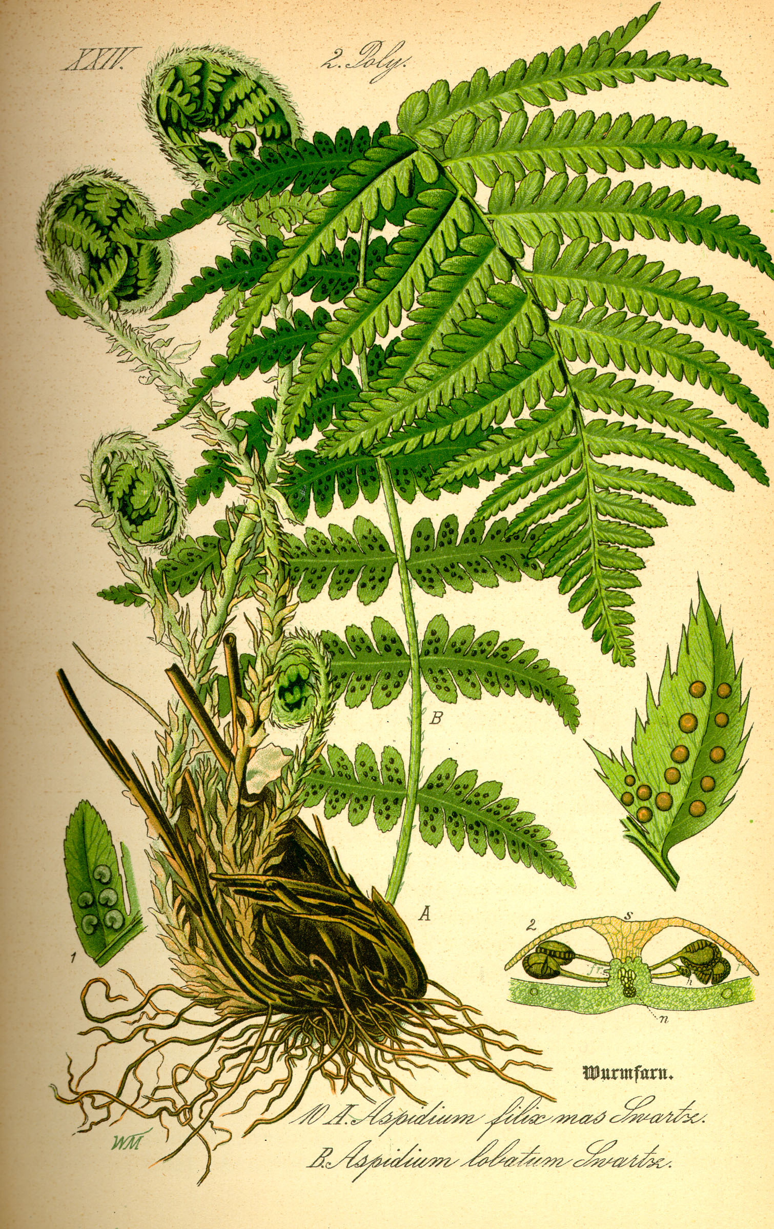 Illustration Polystichum lobatum0