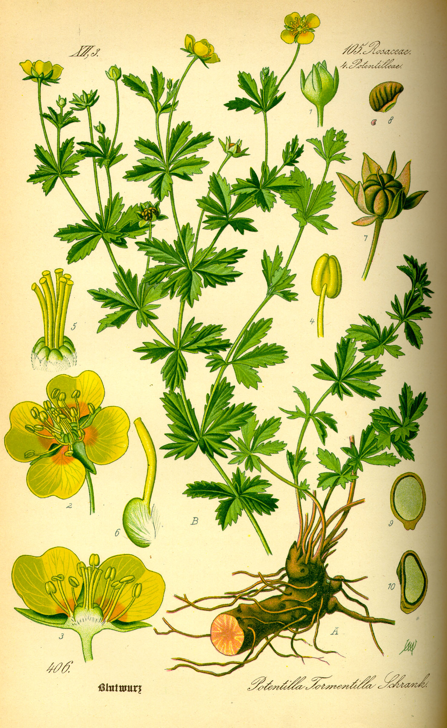 Illustration Potentilla erecta0