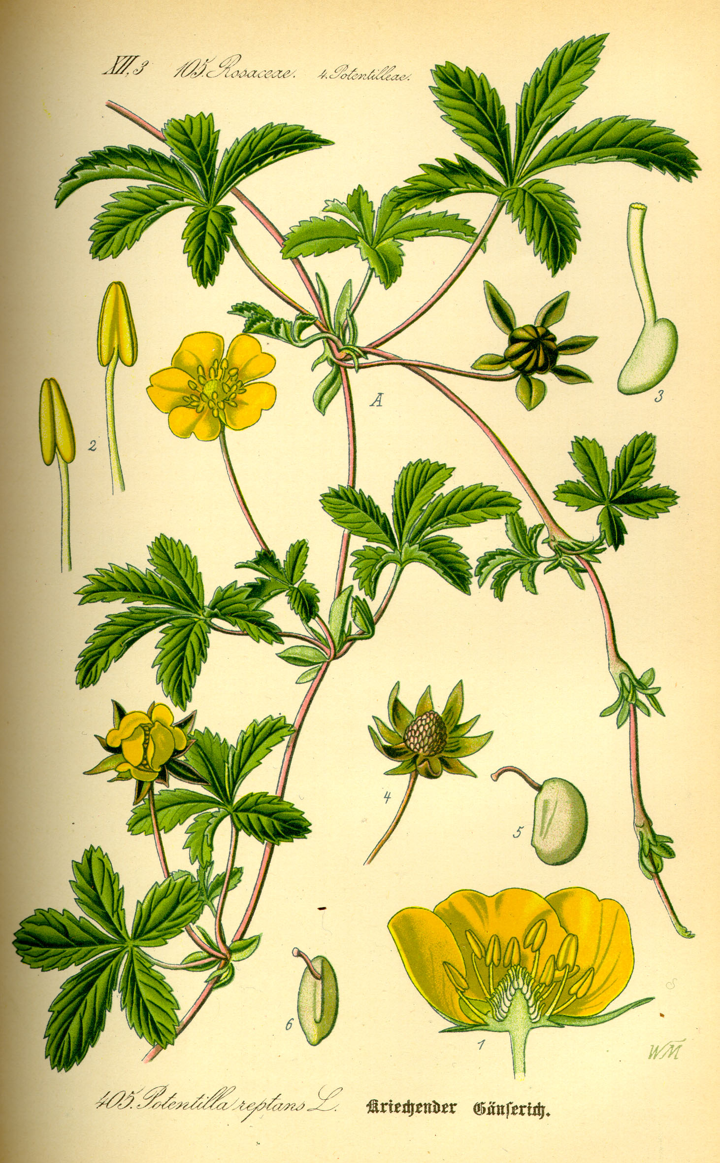 Illustration Potentilla reptans0