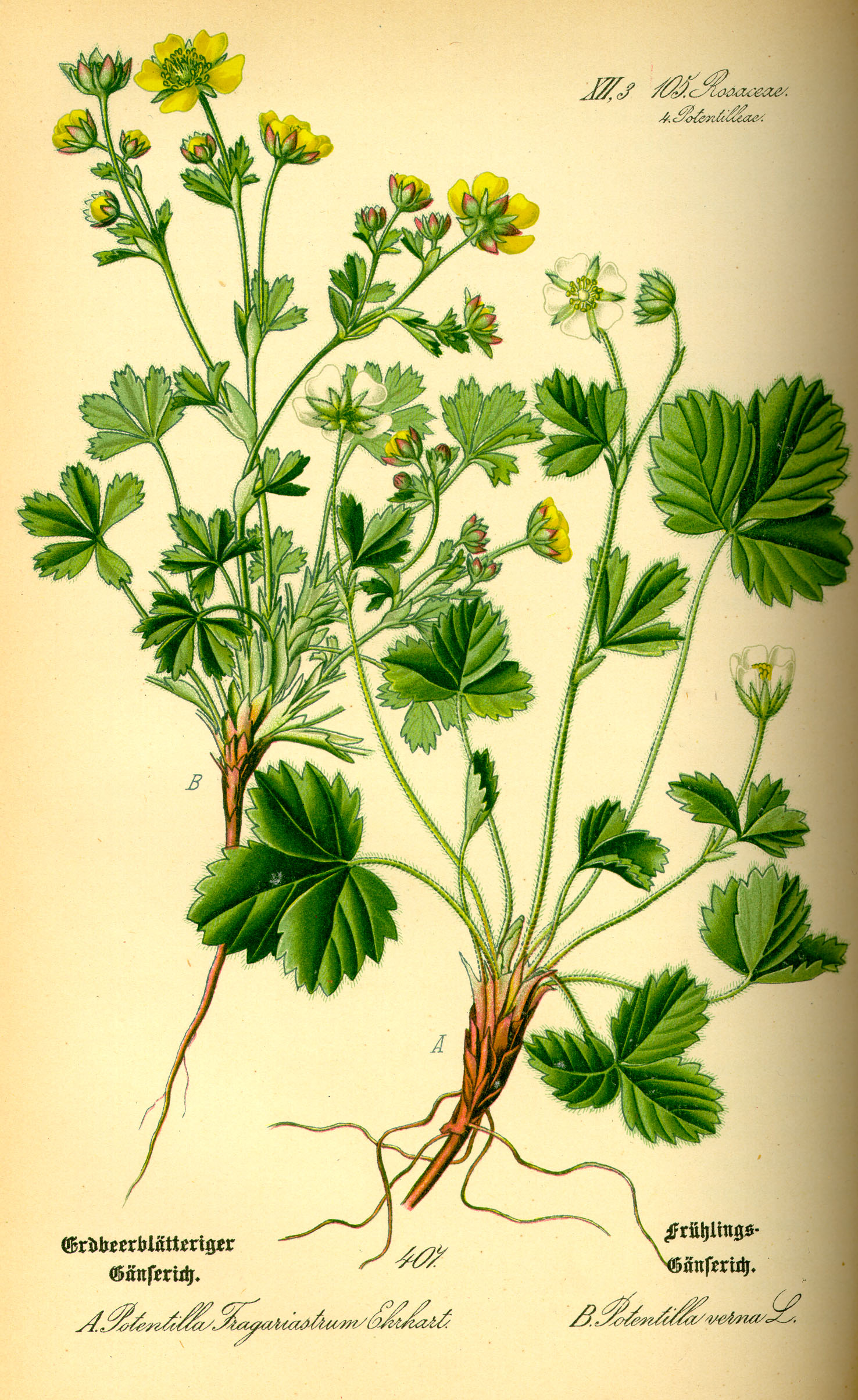 Illustration Potentilla sterilis0