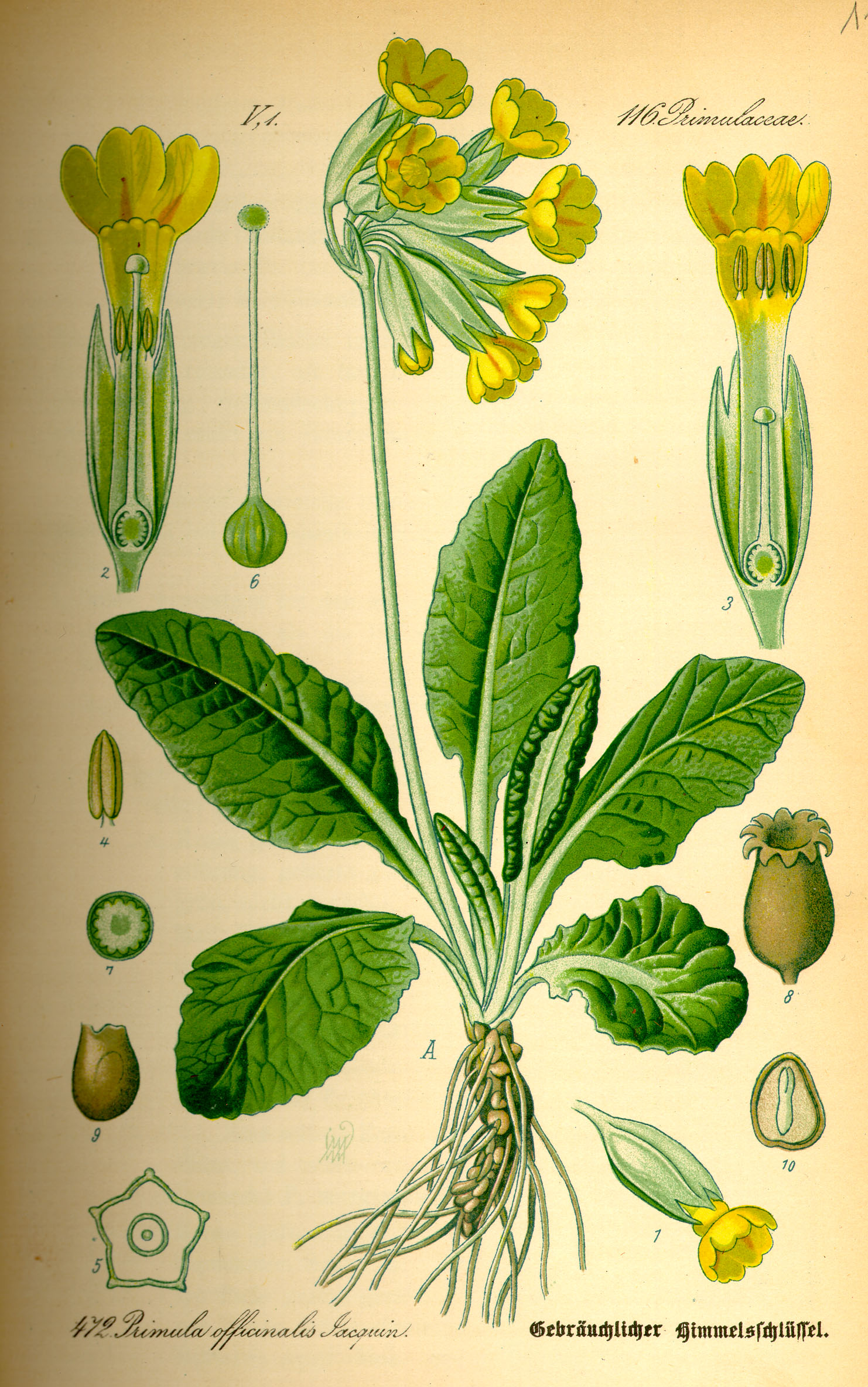 Illustration Primula veris0