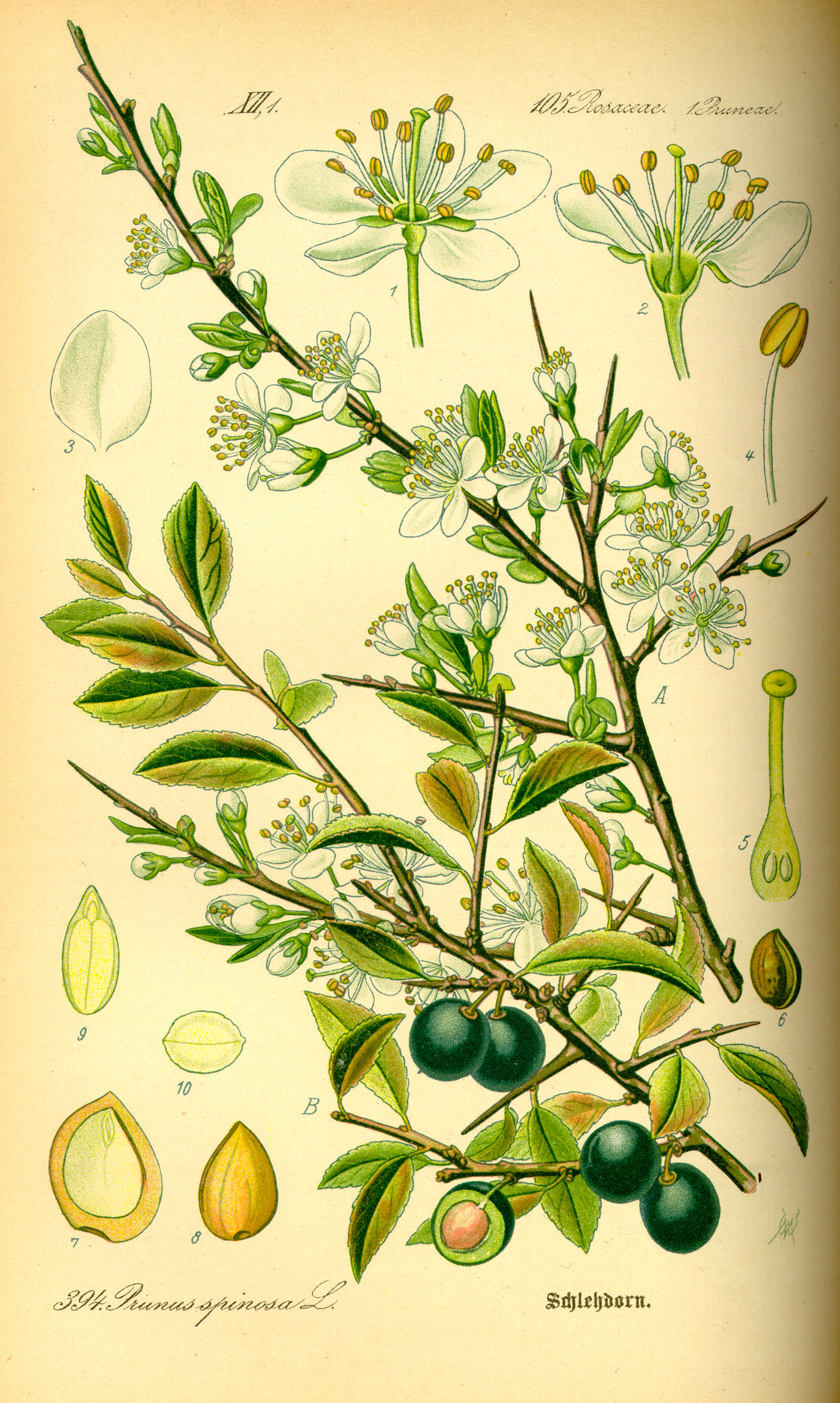 Illustration Prunus spinosa0