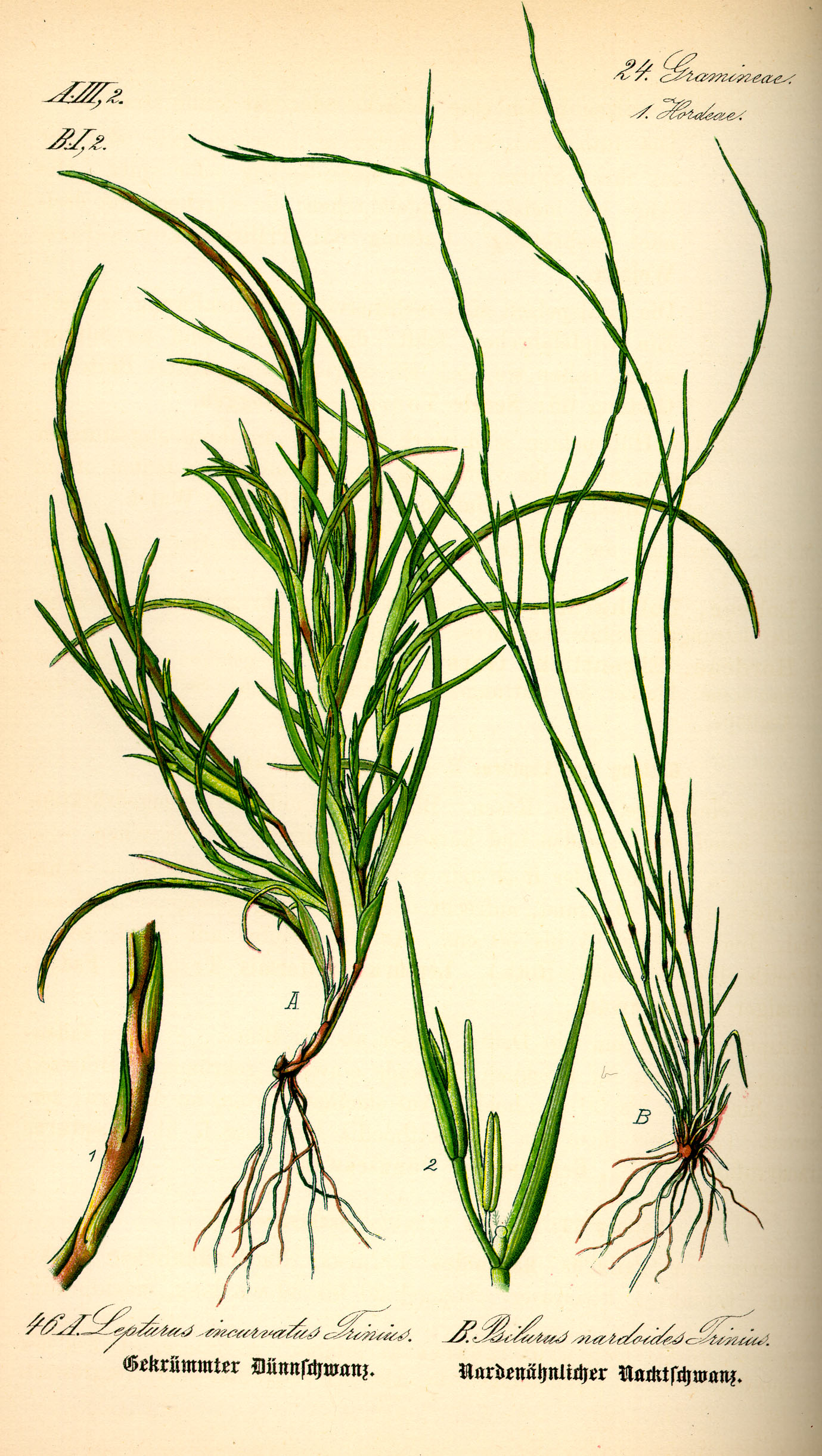 Illustration Psilurus incurvus0