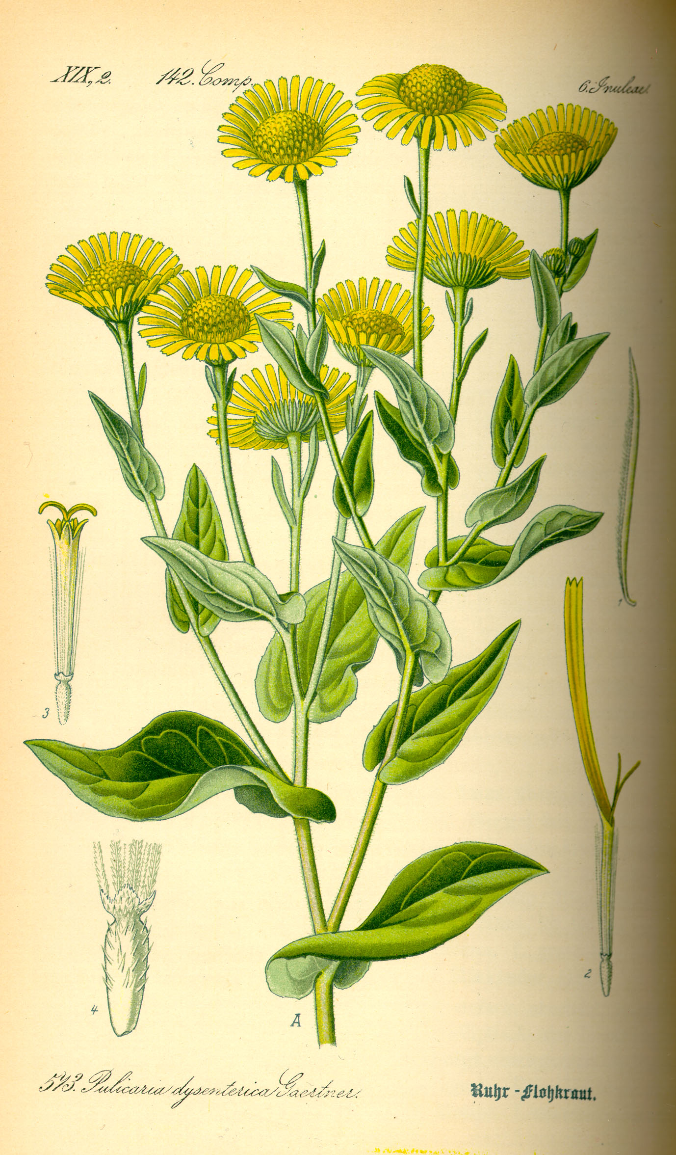 Illustration Pulicaria dysenterica0